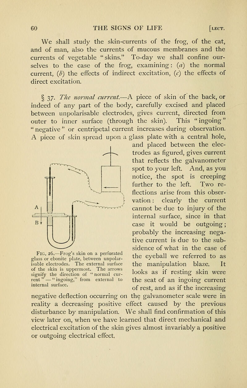 We shall study the skin-currents of the frog, of the cat, and of man, also the currents of mucous membranes and the currents of vegetable  skins. To-day we shall confine our- selves to the case of the frog, examining: {a) the normal current, {b) the effects of indirect excitation, {c) the effects of direct excitation. § 37. The normal current.—A piece of skin of the back, or indeed of any part of the body, carefully excised and placed between unpolarisable electrodes, gives current, directed from outer to inner surface (through the skin). This  ingoing  negative or centripetal current increases during observation. A piece of skin spread upon a glass plate with a central hole, and placed between the elec- trodes as figured, gives current that reflects the galvanometer spot to your left. And, as you notice, the spot is creeping further to the left. Two re- flections arise from this obser- vation : clearly the current cannot be due to injury of the internal surface, since in that case it would be outgoing; probably the increasing nega- tive current is due to the sub- sidence of what in the case of the eyeball we referred to as the manipulation blaze. It looks as if resting skin were the seat of an ingoing current of rest, and as if the increasing negative deflection occurring on the galvanometer scale were in reality a decreasing positive effect caused by the previous disturbance by manipulation. We shall find confirmation of this view later on, when we have learned that direct mechanical and electrical excitation of the skin gives almost invariably a positive or outgoing electrical effect. Fig. 26.—Frog's skin on a perforated glass or ebonite plate, between unpolar- isable electrodes. The external surface of the skin is uppermost. The arrows signify the direction of  normal cur- rent  —  ingoing, from external to internal surface.