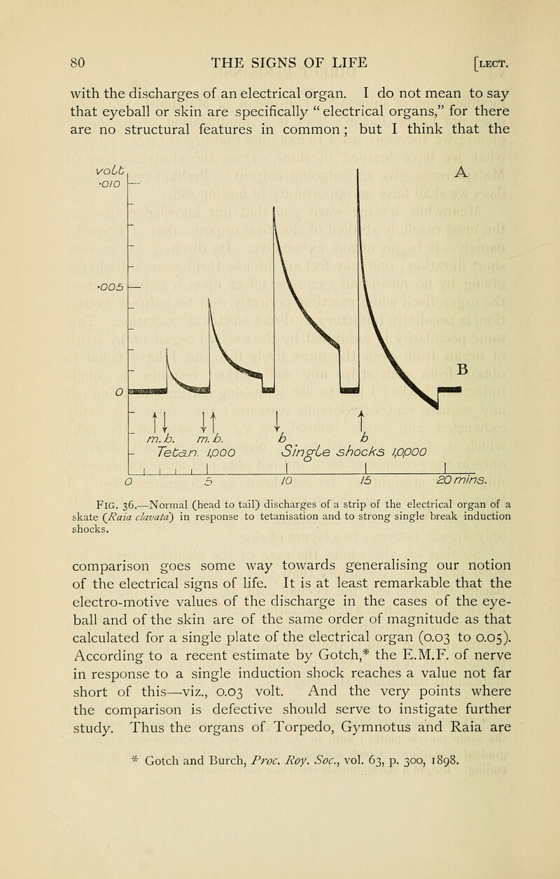 with the discharges of an electrical organ. I do not mean to say that eyeball or skin are specifically  electrical organs, for there are no structural features in common; but I think that the voLt ■oio •O03 A m. h. m. b. Tetan. 1,000 i. 1 S'mgLe shocks i,opoo o 10 15 20 mins. Fig. 36.—Normal (head to tail) discharges of a strip of the electrical organ of a skate (^Raia clavatd) in response to tetanisation and to strong single break induction shocks. comparison goes some way towards generalising our notion of the electrical signs of life. It is at least remarkable that the electro-motive values of the discharge in the cases of the eye- ball and of the skin are of the same order of magnitude as that calculated for a single plate of the electrical organ (0.03 to 0.05). According to a recent estimate by Gotch,* the E.M.F. of nerve in response to a single induction shock reaches a value not far short of this—viz., 0.03 volt. And the very points where the comparison is defective should serve to instigate further study. Thus the organs of Torpedo, Gymnotus and Raia are * Gotch and Burcli, Proc. Roy. Soc.^ vol. 63, p. 300, il