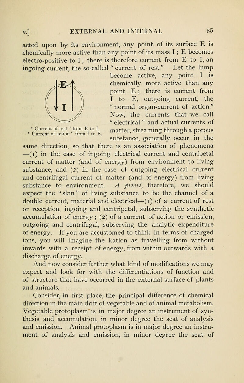  Current of rest  from E to I.  Current of action  from I to E. acted upon by its environment, any point of its surface E is chemically more active than any point of its mass I; E becomes electro-positive to I; there is therefore current from E to I, an ingoing current, the so-called  current of rest. Let the lump become active, any point I is chemically more active than any point E ; there is current from I to E, outgoing current, the  normal organ-current of action. Now, the currents that we call  electrical and actual currents of matter, streaming through a porous substance, generally occur in the same direction, so that there is an association of phenomena —(i) in the case of ingoing electrical current and centripetal current of matter (and of energy) from environment to living substance, and (2) in the case of outgoing electrical current and centrifugal current of matter (and of energy) from living substance to environment. A priori, therefore, we should expect the  skin of living substance to be the channel of a double current, material and electrical—(i) of a current of rest or reception, ingoing and centripetal, subserving the synthetic accumulation of energy ; (2) of a current of action or emission, outgoing and centrifugal, subserving the analytic expenditure of energy. If you are accustomed to think in terms of charged ions, you will imagine the kation as travelling from without inwards with a receipt of energy, from within outwards with a discharge of energy. And now consider further what kind of modifications we may expect and look for with the differentiations of function and of structure that have occurred in the external surface of plants and animals. Consider, in first place, the principal difference of chemical direction in the main drift of vegetable and of animal metabolism. Vegetable protoplasm is in major degree an instrument of syn- thesis and accumulation, in minor degree the seat of analysis and emission. Animal protoplasm is in major degree an instru- ment of analysis and emission, in minor degree the seat of