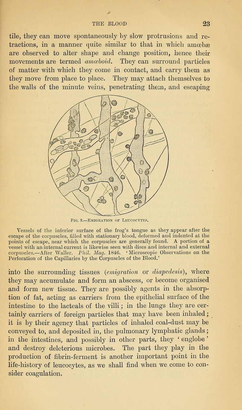 tile, they can move spontaneously by slow protrusions and re- tractions, in a manner quite similar to that in which amcebss are observed to alter shape and change position, hence their movements are termed amcehoid. They can surround particles of matter with which they come in contact, and carry them as they move from place to place. They may attach themselves to the walls of the minute veins, penetrating them, and escaping Pig. 9.—Bmigkation of Leucocytes. Vessels of the inferior surface of the frog's tongue as they appear after the escape of the corpuscles, filled with stationary blood, deformed and indented at the points of escape, near which the corpuscles are generally found. A portion of a vessel with an internal current is likewise seen with discs and internal and external corpuscles.—After Waller. Phil. Mag. 1846. ' Microscopic Observations on the Perforation of the Capillaries by the Corpuscles of the Blood.' into the surrounding tissues {emigration or diapedesis), where they may accumulate and form an abscess, or become organised and form new tissue. They are possibly agents in the absorp- tion of fat, acting as carriers from the epithelial surface of the intestine to the lacteals of the villi; in the lungs they are cer- tainly carriers of foreign particles that may have been inhaled; it is by their agency that particles of inhaled coal-dust may be conveyed to, and deposited in, the pulmonary lymphatic glands; in the intestines, and possibly in other parts, they ' englobe ' and destroy deleterious microbes. The part they play in the production of fibrin-ferment is another important point in the life-history of leucocytes, as we shall find when we come to con- sider coagulation.