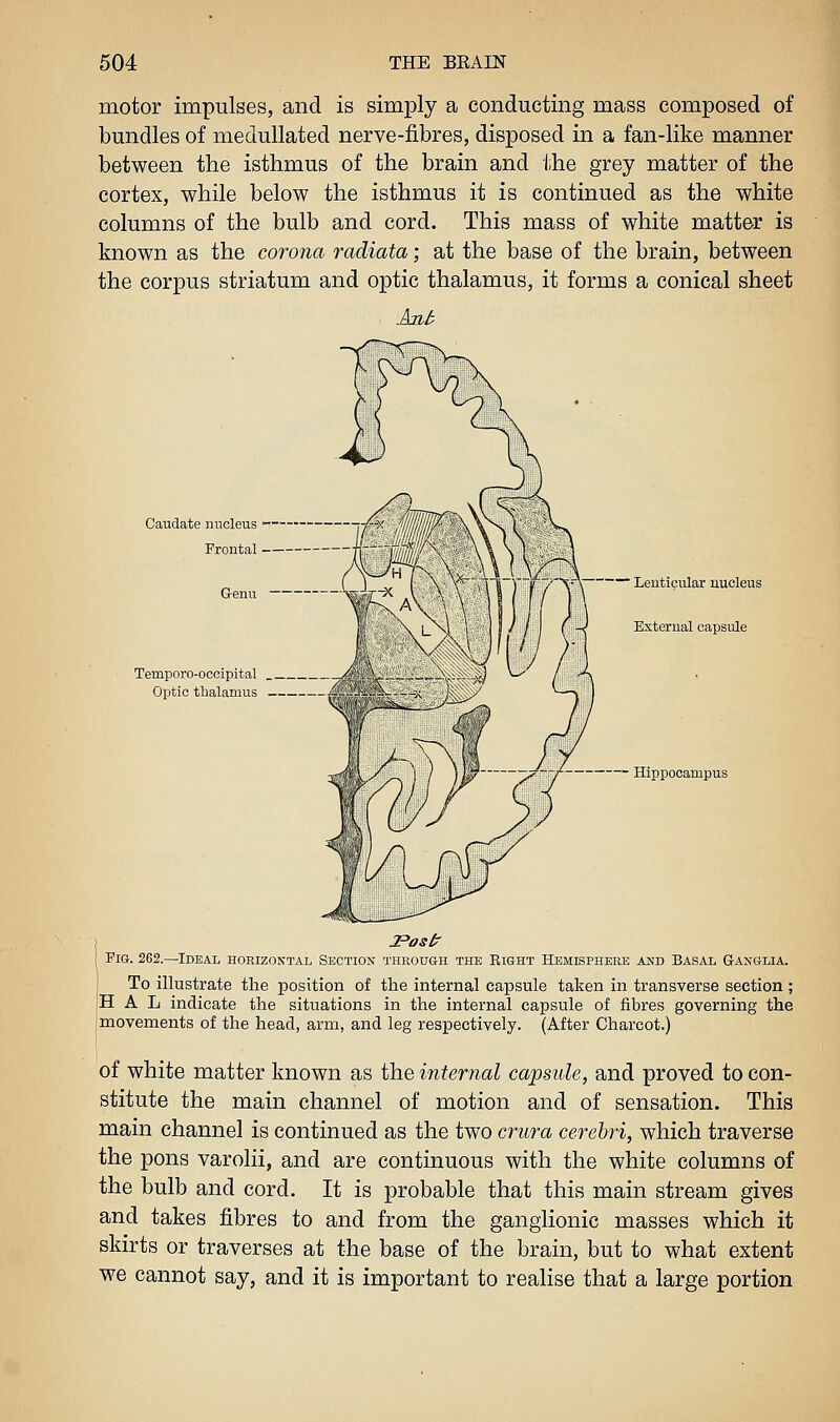 motor impulses, and is simply a conducting mass composed of bundles of medullated nerve-fibres, disposed in a fan-like manner between the isthmus of the brain and the grey matter of the cortex, while below the isthmus it is continued as the white columns of the bulb and cord. This mass of white matter is known as the corona radiata; at the base of the brain, between the corpus striatum and optic thalamus, it forms a conical sheet Caudate nucleus ■ j-/^' ™Pll Lenticular nucleus External capsule Temporo-occipital Optic thalamus ^fi \. —.„ Hippocampus ■y Fig-. 262.—Ideal horizontal Section through the Eight Hemisphere asd Basal G-anglia. To illustrate the position of the internal capsule taken in transverse section ; |H A L indicate the situations in the internal capsule of fibres governing the (movements of the head, arm, and leg respectively. (After Charcot.) of white matter known as the internal capsule, and proved to con- stitute the main channel of motion and of sensation. This main channel is continued as the two crura cerebri, which traverse the pons varolii, and are continuous with the white columns of the bulb and cord. It is probable that this main stream gives and takes fibres to and from the ganglionic masses which it skirts or traverses at the base of the brain, but to what extent we cannot say, and it is important to realise that a large portion