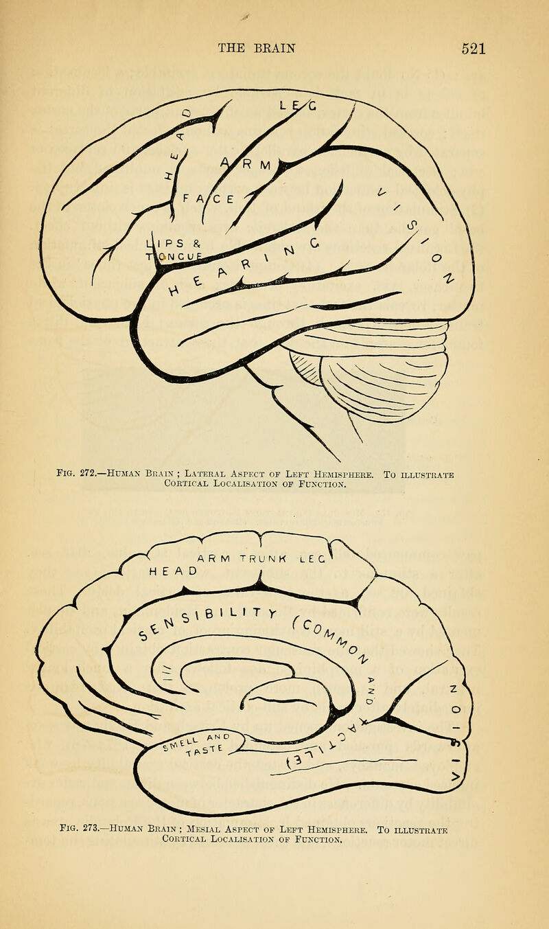 Fig. 272.—Humax Bjiaix ; Latoeal Aspect of Left Hemisphere. To illustrate Cortical Localisation of Function. Fig. 273.—Human Brain ; Mesial Aspect op Left Hemisphere. To illustrate Cortical Localisation of Function,