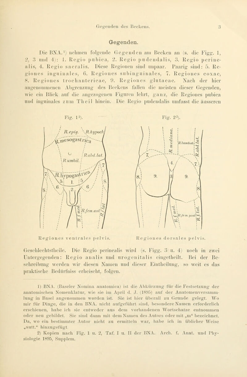 Gegenden. Die BNA.') nehmen folgende Gegenden am liecken an (s. die Figg'. 1, '2, 3 niid 4): 1. Regio pubica, 2. Regio pndendalis, .'). Regio perine- alis, 4. Regio sacraiis. Diese Regionen sind unpaai'. Paarig sind: 5. Re- giones inguinales, 6. Regiones subingninales, 7. Regiones coxae, S. Regiones trochantericae, 9. Regiones glutacae. Nach der hier angenommenen xVhgrenzung des Beekens fallen die meisten dieser Gegenden, wie ein Blick auf die angezogenen Figuren lehrt, ganz, die Regiones pul)ica und inguinales zum Theil hinein. Die Regio pudendalis umfasst die äusseren Fi-. 1-'). Fig-. 22). u R.himbal.t ^ \\ ,--1 vL^/*-w.jjos7;^ '« R e g i 0 n e s ventrales p e 1 v i s. Re ginn es dorsales pelvis. Geschlechtstheile. Die Regio perinealis wird (s. Figg. 3 u. 4) noeli in zwei Untergegenden: Regio analis und urogenitalis eingetheiit. Bei der Be- schreibung werden wir diesen Namen und dieser Eintheilung, so weit es das praktische Bedürl'niss erheischt, folgen. 1) BNA. (Baseler Nomina anatomica) ist die Abkürzung' für die Festsetzung- der anatomisclien Nomenklatur, wie sie im A]n-il d. J. (lSi)5) auf der Anatomenversanmi- lung- in Basel angenommen worden ist. Sie ist hier überall zu Grunde gelegt. Wo mir für Dinge, die in den BNA. nicht aufgeführt sind, besondere Namen erforderlich erschienen, habe ich sie entweder aus dem vorhandenen Wortschätze entnommen oder neu gebildet. Sie sind dann mit dem Namen des Autors oder mit „m bezeichnet. Da, wo ein bestimmter Autor nicht zu ermitteln war, habe ich in üblicher Weise „autt. hinzugefügt. 2) Kopien nach Fig. 1 u. 2, Taf. I u. II der BNA. Arch. f. Anat. und Phy- siologie 1895, Supplem.