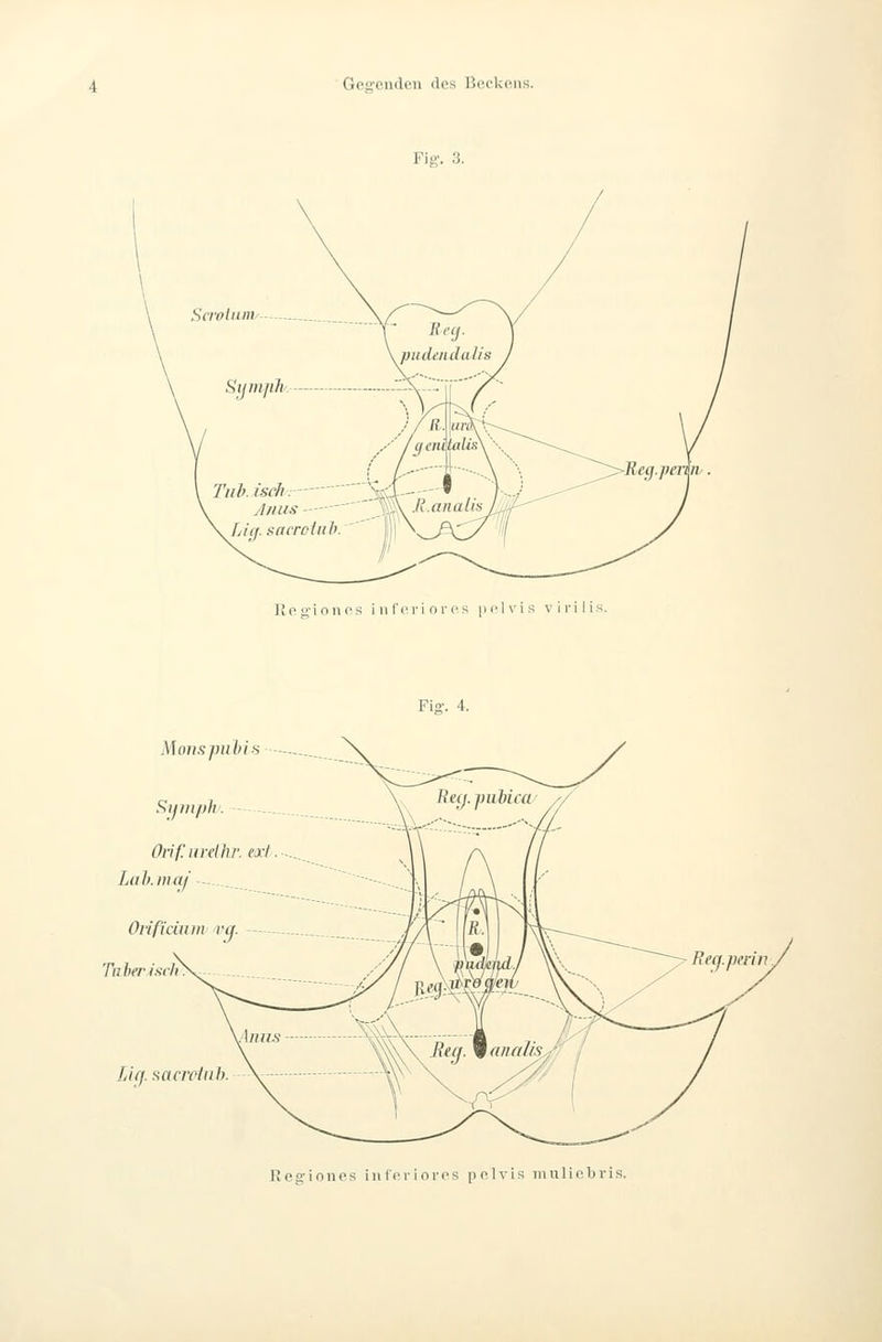 GeffP.uiU'ii (los ß(>ck(Mis. Fiff. 3. llpo'ionos i 11 l'cri o 1'rs |]f.|viK virilis. Fi»-. 4. Monsjmhis F>ijini)li Ori Liih.ni Oiificiii Tiihei'.isch L'uj. sa Reg-iones in l'pvioros polvis mulicbris.