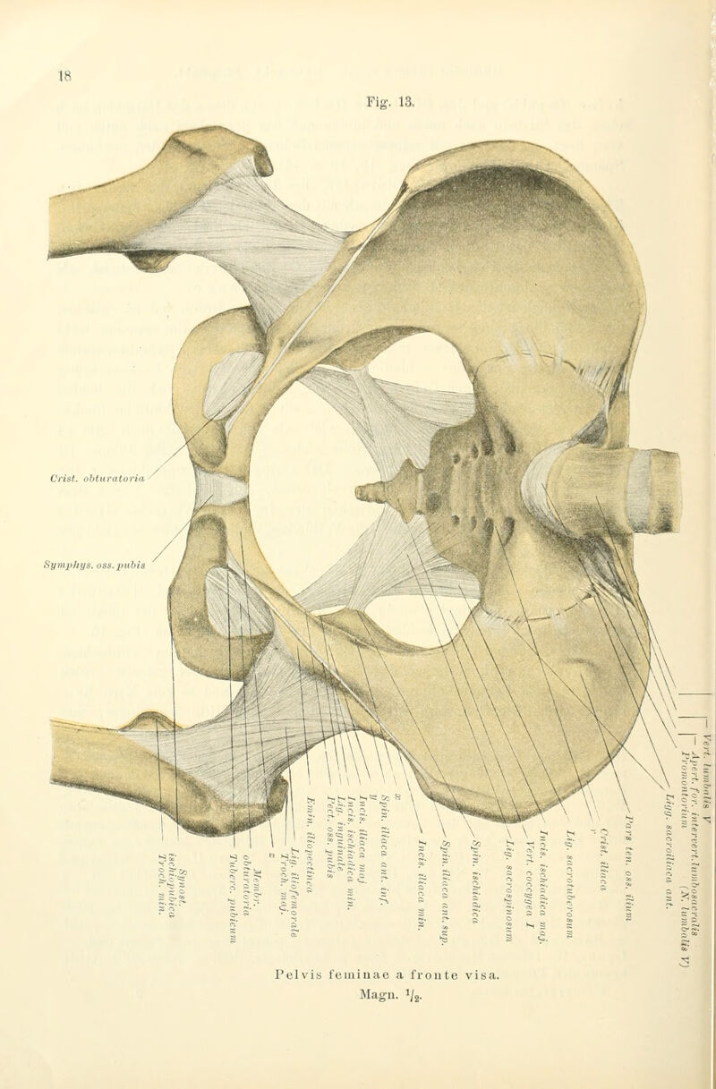 Fig. 13. Pelvis fciiiinae a fronte visa. Mag-u. Vä-