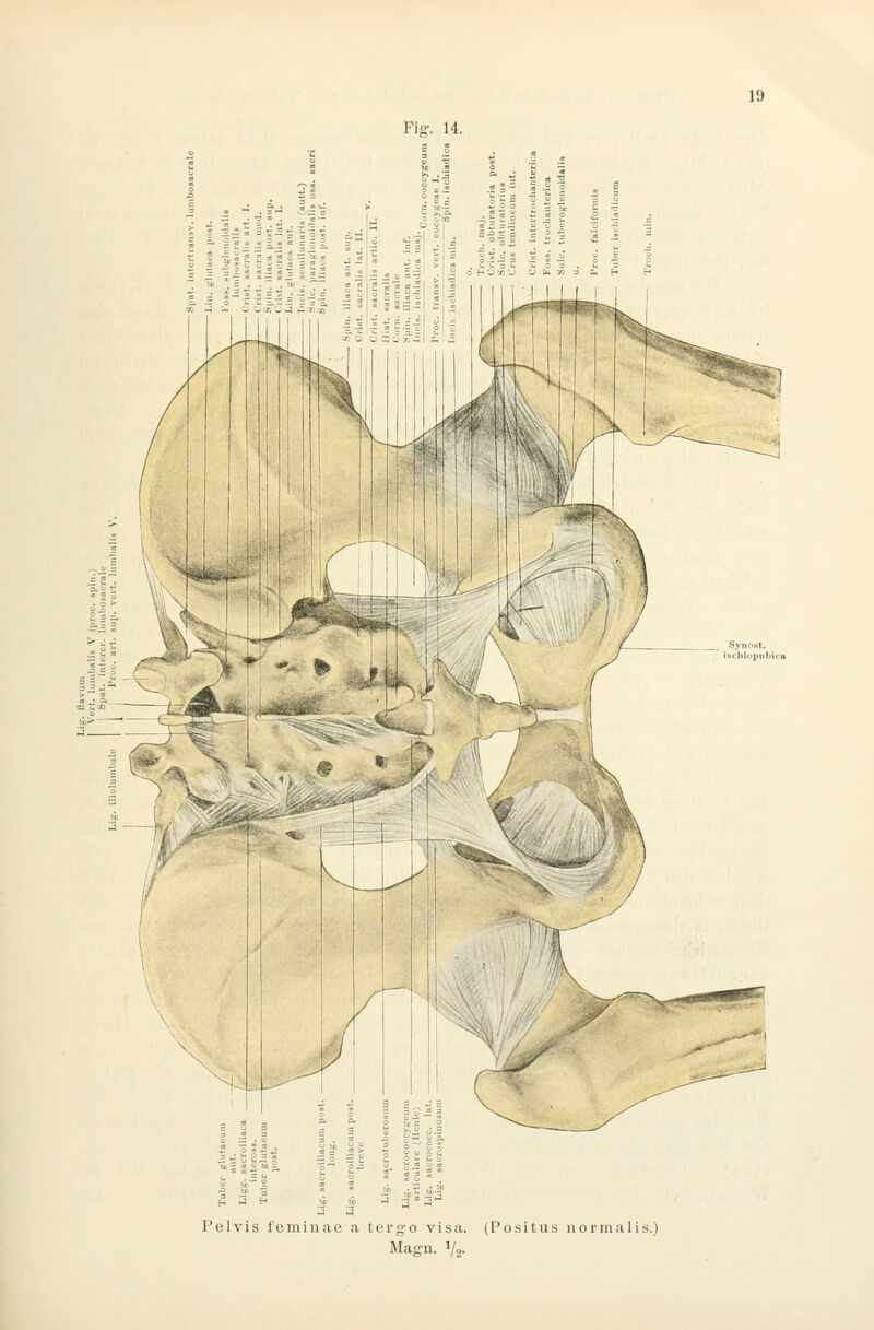 Fis-, 14. Pelvis fominae a terg-o visa. Magn. 1/2- (I'oSitus nornialis.)
