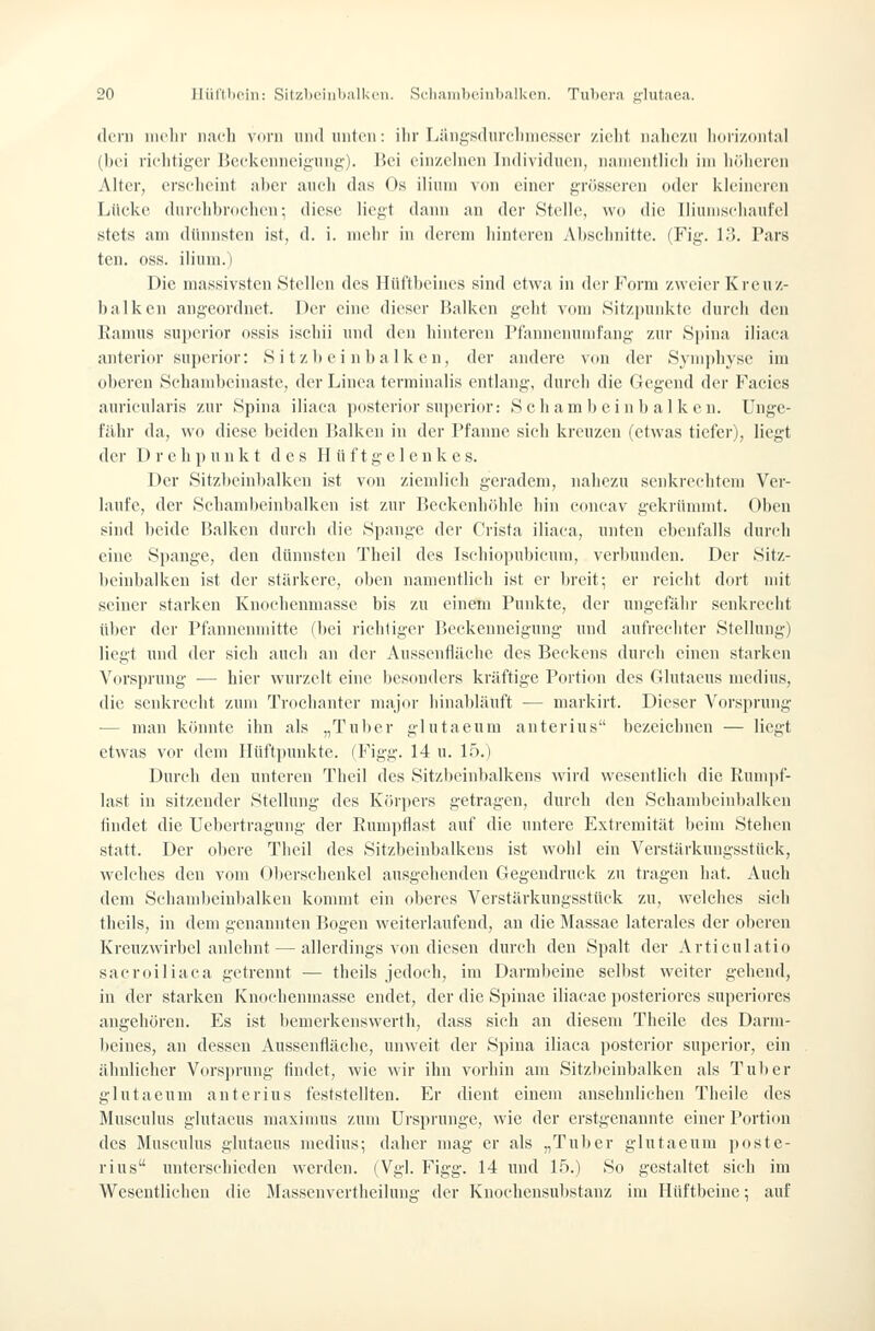 (ItTii iiii'lii- nacli vorn iiiul iniU'ii: ilir Lüiig'.sdurcliiucsscr zieht nahezu lioiizoiital (hc'i lichtiger Beckenneigung). Bei einzelnen Individuen, namentlich im hrdicrcn Alter, erscheint aber auch das Os iliuni \tin einer grösseren oder kleineren Lücke durchbrochen; diese liegt dann an der Stelle, wo die lliumschaufel stets am dünnsten ist, d. i. mehr in derem hinteren Abschnitte. (Fig. Ki. Pars ten. oss. ilium.) Die massivsten Stellen des Hüftbeines sind etwa in der Form zweier Kreuz- balken angeordnet. Der eine dieser Balken geht vom Sitzjjuidvte durch den Ranius supcrior ossis ischii und den hinteren Pfannenumfang zur Si)ina iliaea anterior supcrior: Sitzbeinbalken, der andere von der Symphyse im oberen Schambeinaste, der Linea terminalis entlang, durch die Gegend der Facies auricularis zur Spina iliaea jiostei'ior sujierior: S eham b ein b al k en. Unge- fulir da, wo diese beiden Balken in der Pfanne sieh kreuzen (etwas tiefer), liegt der D r e h p u n k t d e s H ü f t g e 1 e n k e s. Der Sitzbeinbalken ist von ziemlich geradem, nahezu senkrechtem Ver- laufe, der Schambeinbalken ist zur Beckenhöhle hin eoneav gekrümmt. Oben sind beide Balken durch die Spange der Crista iliaea, unten ebenfalls durch eine Spange, den dünnsten Theil des Ischiopubicum, verbunden. Der Sitz- beinbalken ist der stiirkere, oben namentlich ist er breit; er reicht dort mit seiner starken Knoehenmasse bis zu einem Punkte, der ungefähr senkrecht tiber der Pfannenmitte fbei richtiger Beckenneigung und aufrechter Stellung) liegt und der sich auch an der Aussenfläche des Beckens durch einen starken Vorsprung ■— hier wurzelt eine besonders kräftige Portion des Glutaeus medius, die senkrecht zum Trochanter major hinabläuft — markirt. Dieser Vorsprung — man könnte ihn als „Tulier glutaeum anterius bezeichnen — liegt etwas vor dem Hüftjiunkte. (Figg. 14 u. 15.) Durch den unteren Theil des Sitzbeinbalkens wird wesentlich die Runipf- last in sitzender Stellung des Körjiers getragen, durch den Sehambeinbalkcn iindet die Uebertragung der Rumpflast auf die untere Extremität Iteini Stehen statt. Der obere Theil des Sitzbeinbalkens ist wohl ein Verstärkungsstück, welches den vom Ölterschenkcl ausgehenden Gegendruck zu tragen hat. Auch dem Schandieiubalken kommt ein oberes Verstärkungsstück zu, welches sich theils, in dem genannten Bogen weiterlaufend, an die Massae laterales der oberen Kreuzwirbel anlehnt — allerdings von diesen dm-ch den Spalt der Articulatio sacroiliaca getrennt — theils jedoch, im Darmbeine selbst weiter gehend, in der starken Knochenmasse endet, der die Spinae iliacae posteriores superiores angehören. Es ist bemerkenswerth, dass sich an diesem Theile des Darm- beines, an dessen Aussenfläche, unweit der Spina iliaea jiosterior supcrior, ein ähnlicher Vorsprung findet, wie wir ihn vorhin am Sitzbeinbalken als Tul)er glutaeum anterius feststellten. Er dient einem ansehnlichen Theile des Musculus glutaeus maxinuis zum Ursprünge, wie der erstgenannte einer Portion des Musculus glutaeus medius; daher mag er als „Tuber glutaeum poste- rius imtersehieden werden. (Vgl. Figg. 14 und 15.) So gestaltet sich im Wesentlichen die Massenvertheilung der Knochensubstanz im Hüftbeine; auf