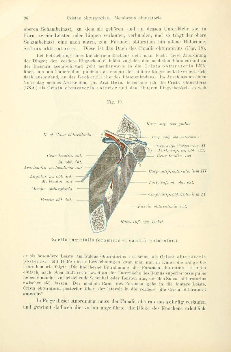 oberen ScliMiiil)oiii;ist, zu dein sie i;;eli(ireii und an dessen Unterfläclie sie in Form zweier Leisten oder Lii)i)en verlnnl'en. verhuiiden, und so trägt der obere Sehanibeinast eine nach unten, zum i'\iriinien obturatum liin offene Halbrinnc, Suieus ol)turatorius. Diese ist das Dach des Canalis obturatorins (Fig. 18). Boi Bctraclitung eines knöchernen BecUens sielit man Iciclit diese Anordnung; der Dinge; der vordere Ringsclicnlvel bildet zugleich den medialen Pfannenrand an der Incisura acetaliuli und seht mediauwärts in die Crista obturatoria liNA. über, um am Tuberculum pubicum zu enden; der hintere Ringsclienl<el verliert sich, flach auslaufend, an der Beck enf'läche des l'fanncnbodens. Im Anschluss an einen Vorschlag meines Assistenten, pr. Arzt Hein, bezeichne ich die Crista obturatoria (BNA.) als Crista obturatoria anterior und den hinteren Ringschenkel, so weit Fiff. 19. N. fif Vnsn ohf,uratoria Crus fendin. int. M. oht. int. Are. tendiii. m. levatoria ani Anyulus in. oht. int. M. levator mit iMcmtyr. obturatoria Fascia oht. int. liam. Sil]), oss. ]>uhis ~ Vor)), ird/j). übtui'ntoriuin I Corp. adip. ohturaforiinii II Port. .<iup. m. oht. ext. Crus tendin. ext. Corp. ndip. ohturaforium III l'ort. inf. m. oht. ext. Cnrp. ndlji. olitiiriitoriiim IV Fascia ohturafnria ext. liam. inf. oss. iscliii Sectio sagittalis foraminis et canalis obturatorii. er als besondere Leiste am Sulcus obturatorius erscheint, als Crista obturatoria posterior. Mit Hülfe dieser Bezeichnungen kann man nun in Kürze die Dinge be- schreiben wie folgt: „Die knöcherne Umrahmung des Foramen obturatum ist unten einfach, nach ölten läuft sie in zwei an der Unterfläche des Ramus superior ossis pubis nebeneinander vorbeiziehende Schenkel oder Leisten aus, die den Sulcus obturatorius zwischen sich fassen. Der mediale Rand des Foramen geht in die hintere Leiste, Crista obturatoria posterior, über, der laterale in die vordere, die Crista obturatoria anterior. In Folge dieser Anordnung muss der Canalis obturatorius schräg verlaufen und gewinnt dadurch die vorhin angeführte, die Dicke des Knochens erheblich