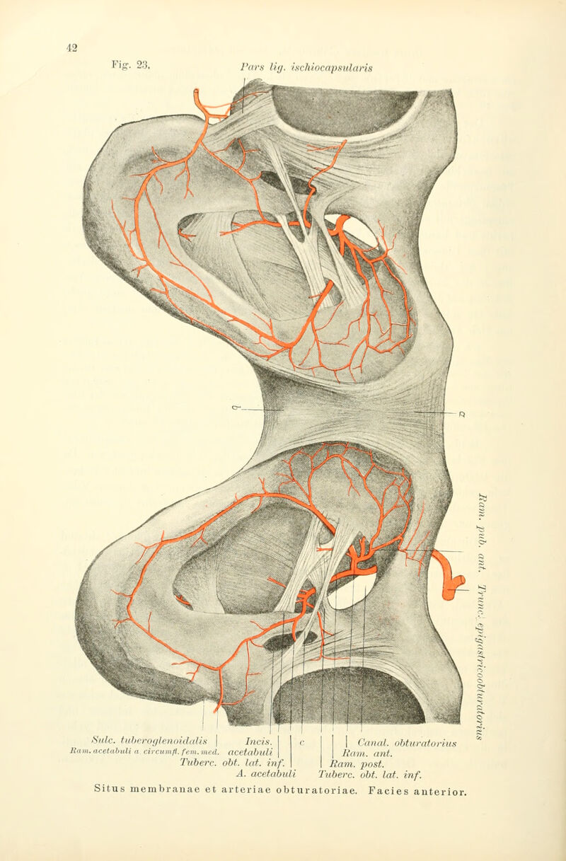 Vis;. 23. Pars liy. Ischiocapsuhtvis Sulc. tuberofjlenoidaUs \ Iiicix. Barn, acetabuli a. circumfl. fem. med. acetabuU Ttiberc. obt. lat. inf. I ('anal. ubtiiratormK Rani. ant. Rani. post. A. acetabuli Tuberc. obt. lat. inf. Situs membranae et arteriae obturatoriae. Facies anterior.