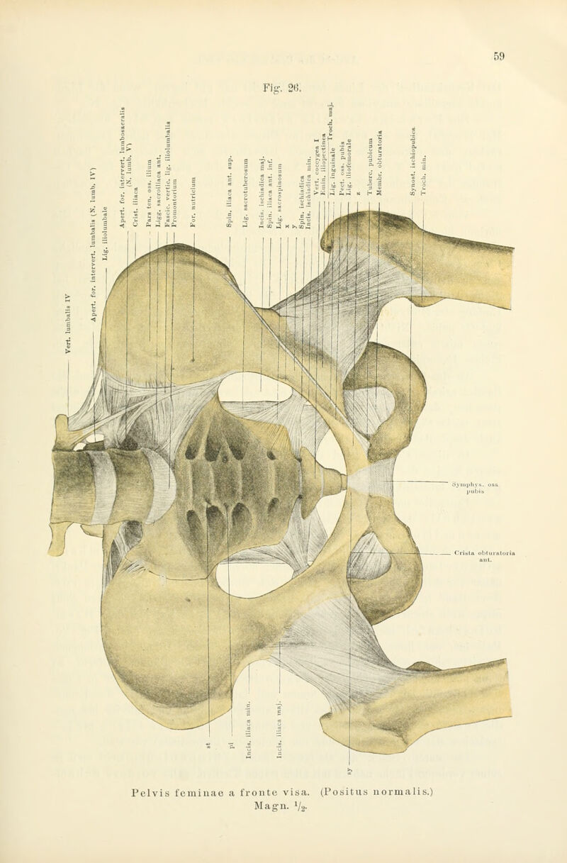 Fig-, 20. Pclvis fcmiuae a fronte visa. (Positiis iiormalis.) Magn. 1/2-