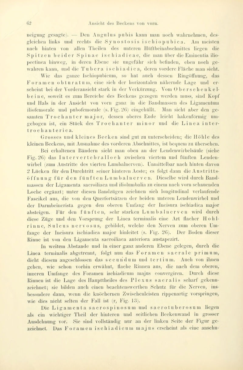 neiguiig gesagte). — Den Aiigiiliis [luliis kann man nucli wahrnehmen, des- gleichen links und i'cehts die Synostosis i s e li i o p ii b i c a. Am meisten naeh hinten von allen Theilen des unteren riüftheinalischnittes liegen die 8 p i t z e n beider Spinae i s e h i a d i e a e, die man iil)er die Emineiitia ilio- pectinea liinwei;', in deren Ebene sie ungefähr sieh befinden, eben ncieh ge- wahren kaini, und die T u b e r a i s e h i a d i c a, deren vordere Fiäehe man sieht. Wie das ganze Iseiiiopultieum, so hat aueh dessen llingöHnung, das Foramen o b t u r a t u m, eine sieh der horizontalen nähernde Lage und er- seheint bei der Vorderansielit stark in der Verkürzung. Vom Oberschenkel- bein e, soweit es zum Bereiche des Beckens gezogen werden muss, sind Kopf und Hals in der Ansieht von vorn ganz in die ßandmassen des Ligamentum iliofemorale und pubofemorale (s. Fig. ^6) eingehüllt. Man sieht aber den ge- samten Trochanter major, dessen oberes Ende leicht hakenförmig um- gebogen ist, ein Stück des Trochanter minor und die Linea inte r- t r o c h a n t e r i c a. Grosses und kleines Becken sind gut zu unterscheiden; die Höhle des kleinen Beckens, nnt Ausnahme des vorderen Abschnittes, ist bequem zu übersehen. Bei erhaltenen Bändern sieht mau oben an der Leudenwirbelsäule (siehe Fig. 26) das I n t e r v e r t e b r a 11 o c h zwischen viertem und fünften Lenden- wirbel (zum Austritte des vierten Lundjalnerveu). unmittelbar nach hinten davon 2 Lücken für den Durchtritt seiner hinteren Aeste; es folgt dann die Austritts- ö f f n u n g f ü r d e n f ü n f t e n L u m b a 1 n e r v e n. Dieselbe wird durch Band- massen der Ligamenta saeroiliaca und iliolumliaiia zu einem nach vorn schauenden Loche ergänzt; unter diesen BandzUgen zeichnen sich longitudinal verlaufende Faseikel aus, die von den Querfortsätzeii der beiden unteren Lendenwirbel und der Darmbeincrista gegen den oberen Unitang der Incisura isehiadica major absteigen. Für den fünften, sehr starken L um bainer v en wird durch diese Züge und den Vorsprung der Linea terminalis eine Art flacher H o h 1- r i n n c, S u 1 c u s n e r v o s u s, gebildet, welche den Nerven zum oberen Um- fange der Incisura isehiadica major hinleitet (s. Fig. 26). Der Boden dieser Rinne ist von den Ligamenta saeroiliaca anteriora austapezirt. In weitem Abstände und in einer ganz anderen Ebene gelegen, durch die Linea terminalis abgetrennt, folgt nun das Foramen sacrale primum, dicht diesem angeschlossen das secuudum und tertium. Auch von ihnen gehen, wie schon vorhin erwähnt, flache Rinnen aus, die nach dem oberen, inneren Umfange des Foramen ischiadicum majus convergireu. Durch diese Rinnen ist die Lage des Ilaupttheiles des Plexus sacralis scharf gekenn- zeichnet; sie bilden aueh einen l)eachtenswerthen Schutz für die Nerven, ins- besondere dann, wenn die knöchernen Zwischeuleisteu rippenartig vorspringen, wie dies nicht selten der Fall ist (r, Fig. 13). Die Ligamenta s a c r o s p i n o s u m und s a c r o t u b e r o s u m liegen als ein wichtiger Theil der hinteren und seitlichen Beckenwand in grosser Ausdehnung vor. Sie sind vollständig nur an der linken Seite der Figur ge- zeichnet. Das Foramen ischiadicum majus erscheint als eine ansehn-