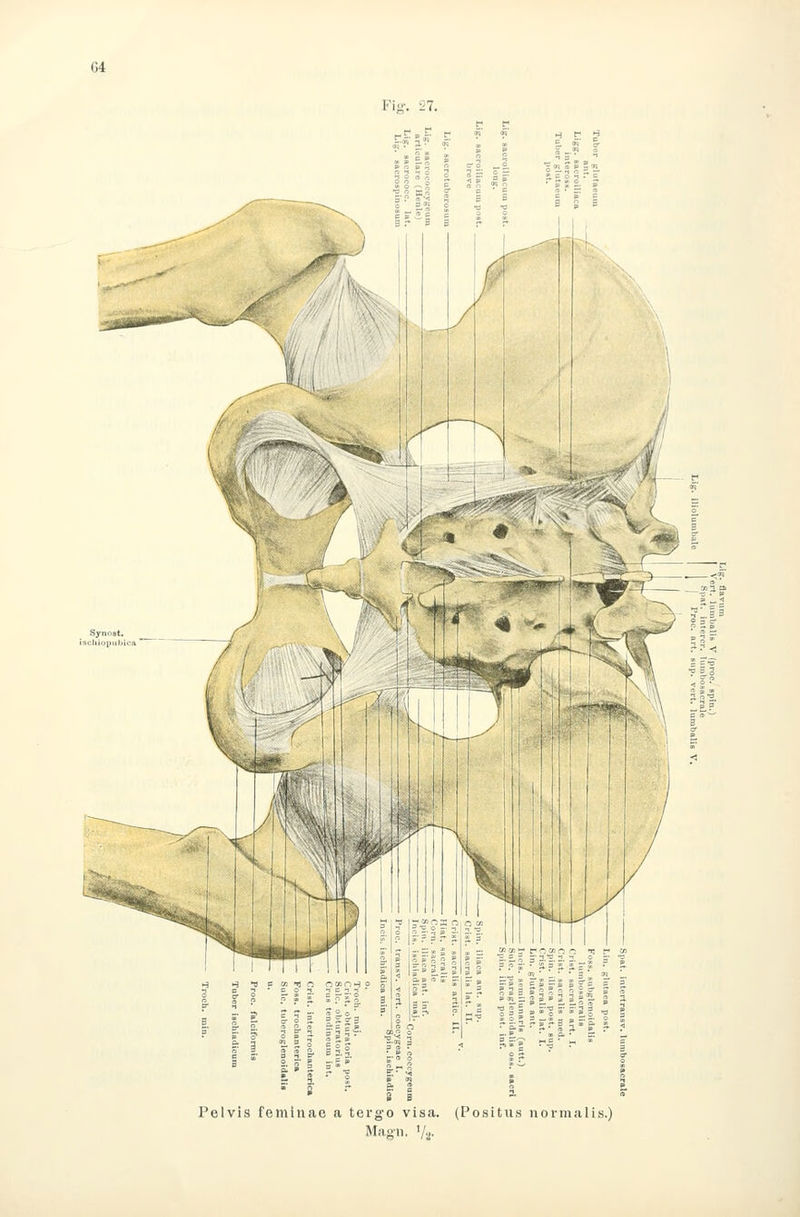Pelv IC a terg'o visa. (Positxis normalis.) Magn. Va-