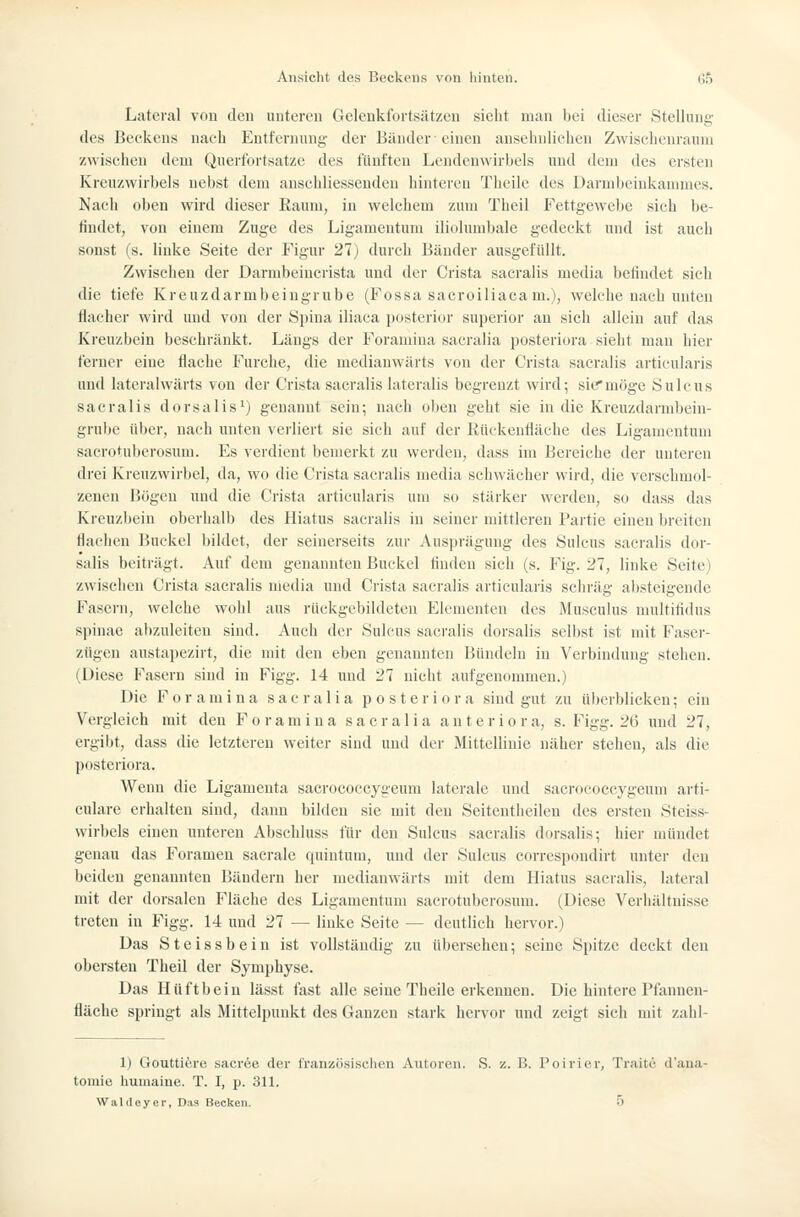 Lateral von den unteren Gelenkfortsätzeu sieht man bei dieser Stellung des Beckens nach Entfernung der Bänder einen ansehnlichen Zwischenraum zwischen dem Querfortsatze des fünften Lendenwirbels und dem des ersten Kreuzwirbels nebst dem anschliessenden hinteren Theilc des Darnibeinkaumies. Nach oben wird dieser Raum, in welchem zum Theil Fettgewebe sich be- findet, von einem Zuge des Ligamentum iliolumbale gedeckt und ist auch sonst (s. linke Seite der Figur 27) durch Bänder ausgefüllt. Zwischen der Darmbeiucrista und der Crista sacralis media befindet sich die tiefe Kreuzdarmbeingrube (Fossa saeroiliacam.), welche nach imteu flacher wird und von der Spina iliaca posterior superior an sich allein auf das Kreuzbein beschränkt. Längs der Foramina sacralia posteriora sieht man hier ferner eine flache Furche, die medianwärts von der Crista sacralis articularis und lateralwärts von der Crista sacralis lateralis begrenzt wird; sie*möge Suleus sacralis dorsalis') genannt sein; nach ol»en geht sie in die Kreuzdarmbein- grube über, nach unten verliert sie sich auf der Kückeufläche des Ligamentum sacrotubcrosum. Es verdient bemerkt zu werden, dass im Bereiche der unteren drei Kreuzwirbel, da, wo die Crista sacralis media schwächer wird, die verschmol- zenen Bögen und die Crista articularis um so stärker werden, so dass das Kreuzbein oberhalb des Hiatus sacralis in seiner mittleren Partie einen breiten flachen Buckel bildet, der seinerseits zur Ausprägung des Suleus sacralis dor- salis beiträgt. Auf dem genannten Buckel finden sich (s. Fig. 27, linke Seite) zwischen Crista sacralis media und Crista sacralis articularis schräg absteigende Fasern, welche wohl aus rüekgebildeten Elementen des Musculus nmltifidus Spinae abzuleiten sind. Auch der Suleus sacralis dorsalis selbst ist mit Faser- zügen austapezirt, die mit den eben genannten Bündeln in Verbindung stehen. (Diese Fasern sind in Figg. 14 und 27 nicht aufgenommen.) Die Foramina sacralia posteriora sind gut zu überblicken; ein Vergleich mit den Foramina sacralia anteriora, s. Figg. 26 und 27, ergibt, dass die letzteren weiter sind und der Mittellinie näher stehen, als die posteriora. Wenn die Ligamenta saerococeygeum laterale und sacrococcygeum arti- eulare erhalten sind, dann bilden sie mit den Seitentheilen des ersten Steiss- wirbels einen unteren Abschluss für den Suleus sacralis dorsalis; hier mündet genau das Forameu sacrale quintum, und der Suleus correspondirt unter den beiden genannten Bändern her medianwärts mit dem Hiatus sacralis, lateral mit der dorsalen Fläche des Ligamentum sacrotubcrosum. (Diese Verhältnisse treten in Figg. 14 ixnd 27 — linke Seite — deutlich hervor.) Das Steissbein ist vollständig zu übersehen; seine Spitze deckt den obersten Theil der Symphyse. Das Hüftbein lässt fast alle seine Theile erkennen. Die hintere Pfannen- fläehe springt als Mittelpunkt des Ganzen stark hervor und zeigt sieh mit zahl- 1) Gouttifere sacree der französischen Autoren. S. z. B. Poirier, Traitc d'aua- tomie humaiue. T. I, p. 311. Walileyer, Das Becken. 5
