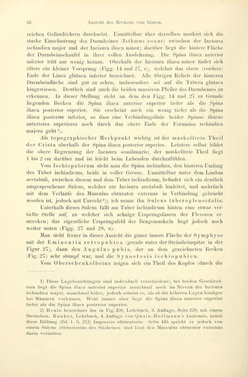 reichen Gefiisslöclicni durcliscfzt. üiiniittelbiir über (kTscllun niMikirl siel: die starU(^ Kiiiscliiuininj;' des Djinnlifincs (Istiiiiius coxae) /wischen der Jncisiira isidiiadica major und der Ineisuia iiiaca niincir; dariU)er liegt die hintere Fliielie der Dannbciusehauf'el in iiuer vollen Ausdehnung-. Die Sjjina iiiaca anteiior inferior tritt nur wenig lieraus. Oberhalb der Ineisura iiiaca nnnor findet sieh öiters ein kleiner Vors])rung (Figg. 14 und '21, v), wclciier das obere (vordere» Ende der Linea glutaea inferior bczeiehuet. Alle üljrigcn lleliefs der hinteren Darmbeinfläche sind gut zu sehen, insbesondere sei auf die Tubera glutaea hingewiesen. Deutlich sind auch die beiden massiven IM'eiler des Darnibeimts /u erkennen. In dieser Stellung steht an dem den Figg. 14 und l'T zu (!runde liegenden Becken die Spina iiiaca anterior sujjerior tiefer als die Spina iiiaca jiosterior suj)erior. Sie erscheint auch ein wenig tiefer als die Spina iiiaca posterior inferior, so dass eine Verbindungslinie beider Sjjinae iliacae anteriores superiores noch durch das obere Ende der Foramina ischiadica majora geht 'j. Als topographischer Merkpunkt wichtig ist der muskelfreie Theil der Crista oberhalb der Spina iiiaca posterior sujjcrior. Letztere selbst bildet die obere Begrenzung der Ineisura scmilunaris; der muskelfreie Theil liegt 1 bis 2 cm darüber und ist leicht beim Lebenden durchzufühlen. Vom Ischiopubicum sieht mau die Spina iscliiadica, den hinteren Umfang des Tuber ischiadicum, beide in voller Glosse. Unmittelbar unter dem Lindnis acetabuli, zwischen diesem und dem Tuber ischiadicum, betindet sieh ein deutlich ausgesprochener Sulcus, welcher zur Ineisura acetabuli hiidcitct, und mehrfach mit dem Verlaufe des Musculus obturator extcrnus in Verbindung gebracht worden ist, jedoch mit Unrecht^); ich nenne ihn Sulcus tuberoglenoidali.s. Unterhalb dieses Sulcus fällt am Tuber ischiadicum hinten eine etwas ver- tiefte Stelle auf, zu welcher sich sehnige Ursprungsfasern der Flexoren er- strecken; das eigentliche Ursprungsfeld der Beugemuskeln liegt jedoch noch weiter unten (Figg. 27 und 28, u). Man sieht ferner in dieser Ansicht die ganze innere Fläche der S^'mphysc mit der E m i n e n t i a r e t r o p u b i e a (gerade unter der Steissbeinspitze in der Figur 27), dann den A n g u 1 u s p u b i s, der an dem gezeichneten Becken (Fig. 27) sehr stumpf war, und die Synostosis i sc li i oj) u bi ca. Vom Oberschenkelbeine zeigen sich ein Theil des Kopfes (durch die 1) Diese Ijiig'oljczielning'cn sind indivitliicli vorscliiedcnp; bei beiden Gescldecli- tern lieg't die Si)inii iliaea anterior swiierior niaiiclnnal noch im Niveau der Ineisura iscliiadica major, manchmal liölier, jedoch scheint es, als ol) die höheren Lagen li;iuli<;'er bei Männern vorkämen. Wohl immer aber lieyt die Si)ina iiiaca anterior superior tiefer als die Spina iiiaca posterior superior. 2) Heule bezeichnet ihn in Fig. 238, Lehrbuch, 3. AuHage, Seite 270, mit einem Sternchen, llaubcr, Ijchrbiich, 4. AuHage \on Qxiai n-Ho lfm an n's Anatomie, nennt diese Bildung (Bd. 1. S. 272) Imjiressio obturaloria. Seite 44,5 spricht er jedoch von einem .Sulcus olitnr.-itorins des Sitzbeines und l.-lsst den Musculus obturator externus darin verlaufen.