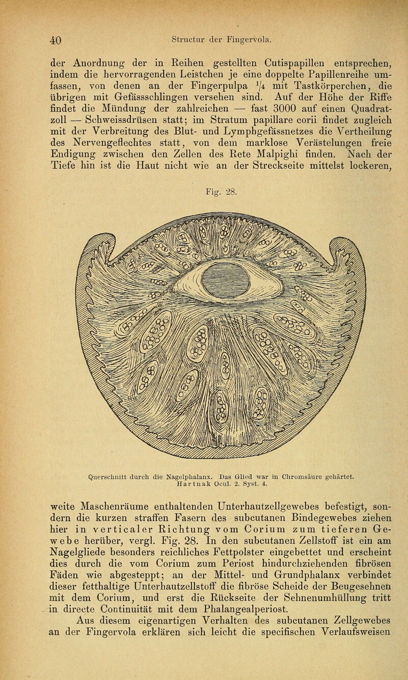 der Anordnung der in Reihen gestellten Cutispapillen entsprechen, indem die hervorragenden Leistchen je eine doppelte Papillenreihe um- fassen, von denen an der Fingerpulpa ^ji mit Tastkörperchen, die übrigen mit Gefässschlingen versehen sind. Auf der Höhe der RiiFe findet die Mündung der zahlreichen — fast 3000 auf einen Quadrat- zoll — Schweissdrüsen statt; im Stratum papilläre corii findet zugleich mit der Verbreitung des Blut- und Lymphgefässnetzes die Vertheilung des Nervengeflechtes statt, von dem marklose Verästelungen freie Endigung zwischen den Zellen des Rete Malpighi finden. Nach der Tiefe hin ist die Haut nicht wie an der Streckseite mittelst lockeren, Fig. 28. Querschnitt diircli die Nagelplialanx. Das Glied war iu Chromsäure gehärtet. Hartuak Ocul. 2. Syst. i. weite Maschenräume enthaltenden Unterhautzellgewebes befestigt, son- dern die kurzen straifen Fasern des subcutanen Bindegewebes ziehen hier in verticaler Richtung vom Corium zum tieferen Ge- webe herüber, vergl, Fig. 28. In den subcutanen Zellstoff ist ein am Nagelgliede besonders reichliches Fettpolster eingebettet und erscheint dies durch die vom Corium zum Periost hindurchziehenden fibrösen Fäden wie abgesteppt; an der Mittel- und Grundphalanx verbindet dieser fetthaltige UnterhautzellstofF die fibröse Scheide der Beugesehnen mit dem Corium, und erst die Rückseite der Sehnenumhüllung tritt in directe Continuität mit dem Phalangealperiost. Aus diesem eigenartigen Verhalten des subcutanen Zellgewebes an der Fingervola erklären sich leicht die specifischen Verlaufsweisen
