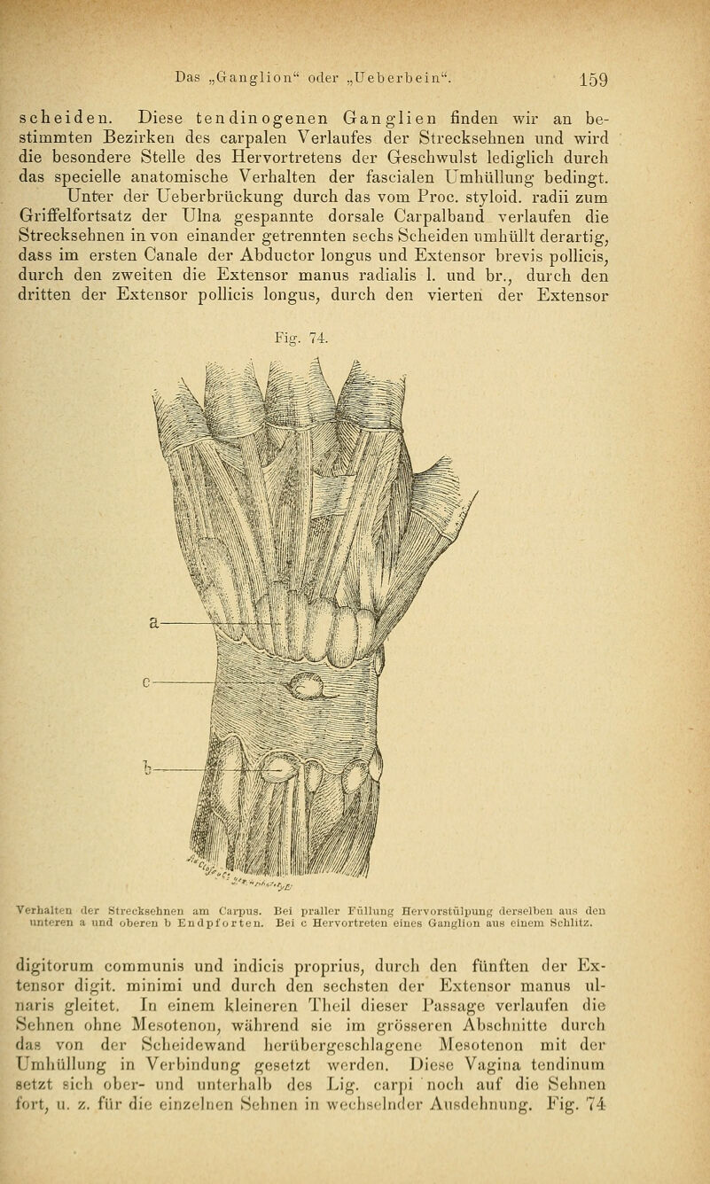 scheiden. Diese tendinogenen Ganglien finden wir an be- stimmten Bezirken des carpalen Verlaufes der Strecksehnen und wird die besondere Stelle des Hervortretens der Geschwulst lediglich durch das specielle anatomische Verhalten der fascialen Umhüllung bedingt. Unter der Ueberbrückung durch das vom Proc. styloid. radii zum Griffelfortsatz der Ulna gespannte dorsale Carpalband verlaufen die Strecksehnen in von einander getrennten sechs Scheiden umhüllt derartig, dass im ersten Canale der Abductor longus und Extensor brevis pollicis, durch den zweiten die Extensor manus radialis 1. und br., durch den dritten der Extensor pollicis longus, durch den vierten der Extensor Fig. 74. Verhalten der Strecksehnen am Carpus. Bei praller Füllung Hervorstülpung derselben ans den unteren a und oberen b Endpforten. Bei c Hervortreten eines Ganglion aus einem Schlitz. digitorum communis und indicis proprius, durch den fünften der Ex- tensor digit. minimi und durch den sechsten der Extensor manus ul- naris gleitet. In einem kleineren Thcil dieser Passage verlaufen die Sehnen ohne Mesotenon, während sie im grösseren Abschnitte durch das von der Scheidewand herübergeschlagcnf! Mesotenon mit der Umhüllung in Verbindung gesetzt werden. Diese Vagina tendinum setzt sich ober- und unterhalb des Lig. carpi noch auf die Sehnen fort, u. z. für die einzelnen Sehnen in wechselnder Ausdehnung. Eig. 74