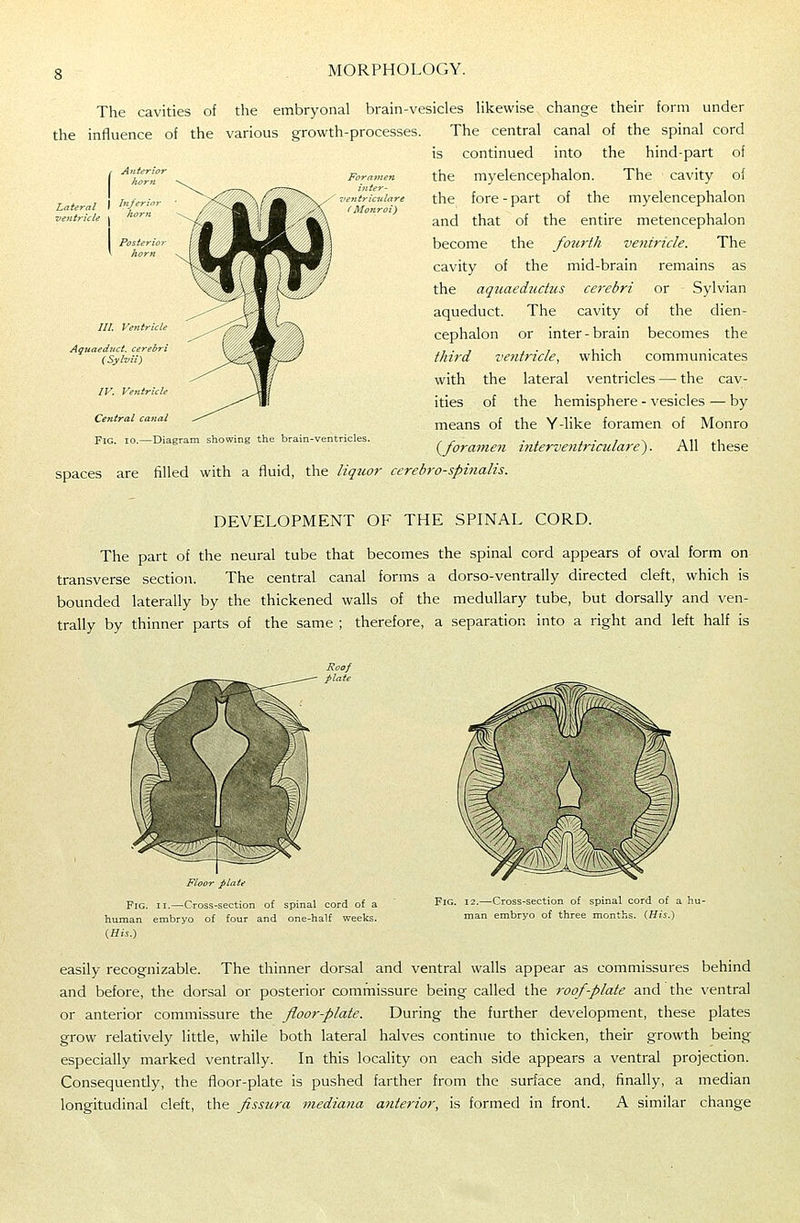 ?ntricnlare f Monroi) The cavities of the embryonal brain-vesicles likewise change their form under the influence of the various growth-processes. The central canal of the spinal cord is continued into the hind-part of the myelencephalon. The cavity of the fore - part of the myelencephalon and that of the entire metencephalon become the fourth ventricle. The cavity of the mid-brain remains as the aquaeductus cerebri or Sylvian aqueduct. The cavity of the dien- cephalon or inter-brain becomes the third ventricle, which communicates with the lateral ventricles — the cav- ities of the hemisphere - vesicles — by means of the Y-like foramen of Monro {^formnen interventriculai'e'). All these spaces are filled with a fluid, the liquor cerebro-spinalis. DEVELOPMENT OF THE SPINAL CORD. The part of the neural tube that becomes the spinal cord appears of oval form on transverse section. The central canal forms a dorso-ventrally directed cleft, which is bounded laterally by the thickened walls of the medullary tube, but dorsally and ven- trally by thinner parts of the same ; therefore, a separation into a right and left half is Floor fLatf Fig. II.—Cross-section of spinal cord of a human embryo of four and one-half weeks. Fig. 12.—Cross-section of spinal cord of a hu man embryo of three months. (His.) easily recognizable. The thinner dorsal and ventral walls appear as commissures behind and before, the dorsal or posterior commissure being called the roof-plate and the ventral or anterior commissure the floor-plate. During the further development, these plates grow relatively little, while both lateral halves continue to thicken, their growth being especially marked ventrally. In this locality on each side appears a ventral projection. Consequently, the floor-plate is pushed farther from the surface and, finally, a median longitudinal cleft, the fissura mediana anterior, is formed in front. A similar change