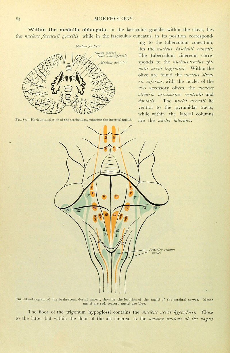 Niiclens Jasiigii Within the medulla oblongata, in the fasciculus gracilis within the clava, lies the nucleus fasciculi gracilis, while in the fasciculus cuneatus, in its position correspond- ing to the tuberculum cuneatum, lies the nucleus fasciculi cuneati. The tuberculum cinereum corre- sponds to the nucleus tractus spi- nalis Jiervi trigeniini. Within the olive are found the fiucletis oliva- ris inferior, with the nuclei of the two accessory olives, the nucleus olivaris accessorius ventralis and dorsalis. The nuclei arcicati lie ventral to the pyramidal tracts, while within the lateral columns are the mcclei laferales. Fig. 88.—Diagram of the brain-stem, dorsal aspect, showing the locatic nuclei are red, sensory nuclei a uclei of the cerebral The floor of the trigonum hypoglossi contains the nucleus nervi hypoglossi. Close to the latter but within the floor of the ala cinerea, is the sensory 7iucleus of the vagus