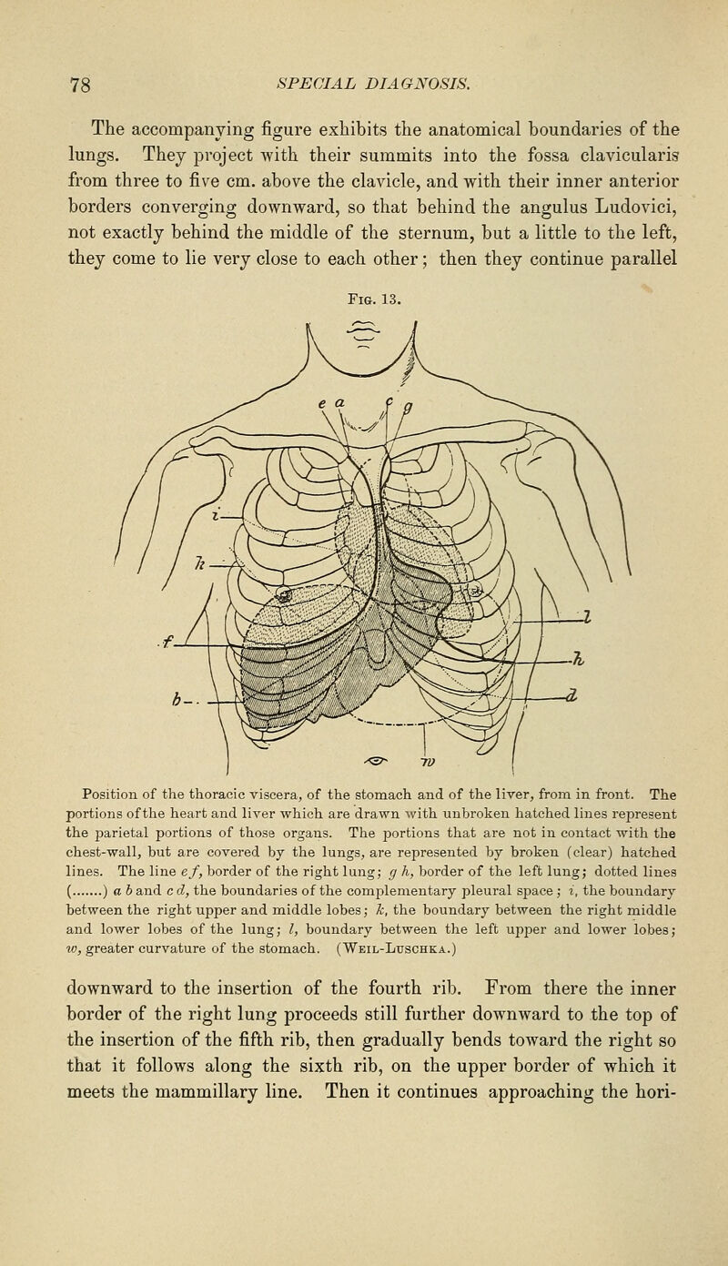 The accompanying figure exhibits the anatomical boundaries of the lungs. They project with their summits into the fossa clavicularis from three to five cm. above the clavicle, and with their inner anterior borders converging downward, so that behind the angulus Ludovici, not exactly behind the middle of the sternum, but a little to the left, they come to lie very close to each other; then they continue parallel Fig. 13. Position of the thoracic viscera, of the stomach and of the liver, from in front. The portions of the heart and liver which are drawn with unbroken hatched lines represent the parietal portions of those organs. The portions that are not in contact with the chest-wall, but are covered by the lungs, are represented by broken (clear) hatched lines. The line ef, border of the right lung; g h, border of the left lungj dotted lines ( ) a h and c d, the boundaries of the complementary pleural space ; i, the boundary between the right upper and middle lobes; k, the boundary between the right middle and lower lobes of the lung; I, boundary between the left upper and lower lobes; w, greater curvature of the stomach. (Weil-Luschka.) downward to the insertion of the fourth rib. From there the inner border of the right lung proceeds still further downward to the top of the insertion of the fifth rib, then gradually bends toward the right so that it follows along the sixth rib, on the upper border of which it meets the mammillary line. Then it continues approaching the hori-