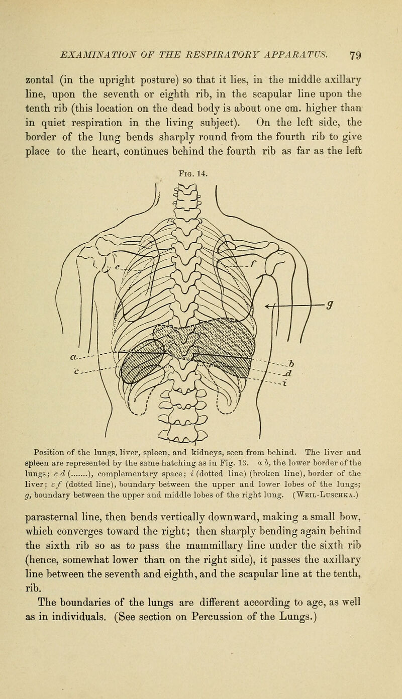 zontal (in the upright posture) so that it lies, in the middle axillary line, upon the seventh or eighth rib, in the scapular line upon the tenth rib (this location on the dead body is about one cm. higher than in quiet respiration in the living subject). On the left side, the border of the lung bends sharply round from the fourth rib to give place to the heart, continues behind the fourth rib as far as the left Fig. 14. Position of the lungs, liver, spleen, and kidneys, seen from behind. The liver and spleen are represented by the same hatching as in Fig. 13. a h, the lower border of the lungs J cd{ ), complementary space; i (dotted line) (broken line), border of the liver; ef (dotted line), boundary between the upper and lower lobes of the lungs; g, boundary between the upper and middle lobes of the right lung. (Weil-Luschka.) parasternal line, then bends vertically downward, making a small bow, which converges toward the right; then sharply bending again behind the sixth rib so as to pass the mammillary line under the sixth rib (hence, somewhat lower than on the right side), it passes the axillary line between the seventh and eighth, and the scapular line at the tenth, rib. The boundaries of the lungs are different according to age, as well as in individuals. (See section on Percussion of the Lungs.)