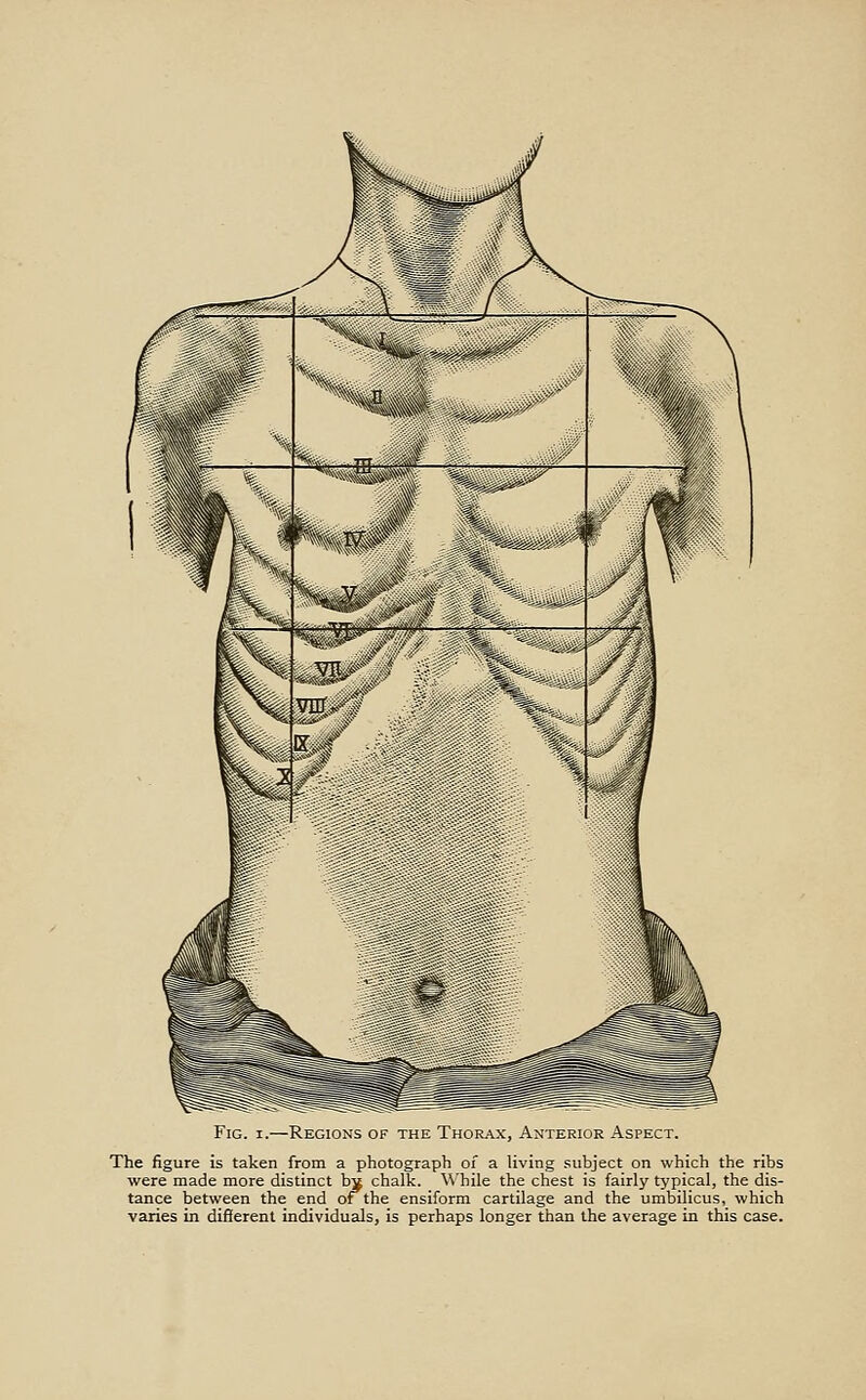 The figure is taken from a photograph of a living subject on which the ribs were made more distinct bs chalk. While the chest is fairly typical, the dis- tance between the end or the ensiform cartilage and the umbilicus, which varies in different individuals, is perhaps longer than the average in this case.