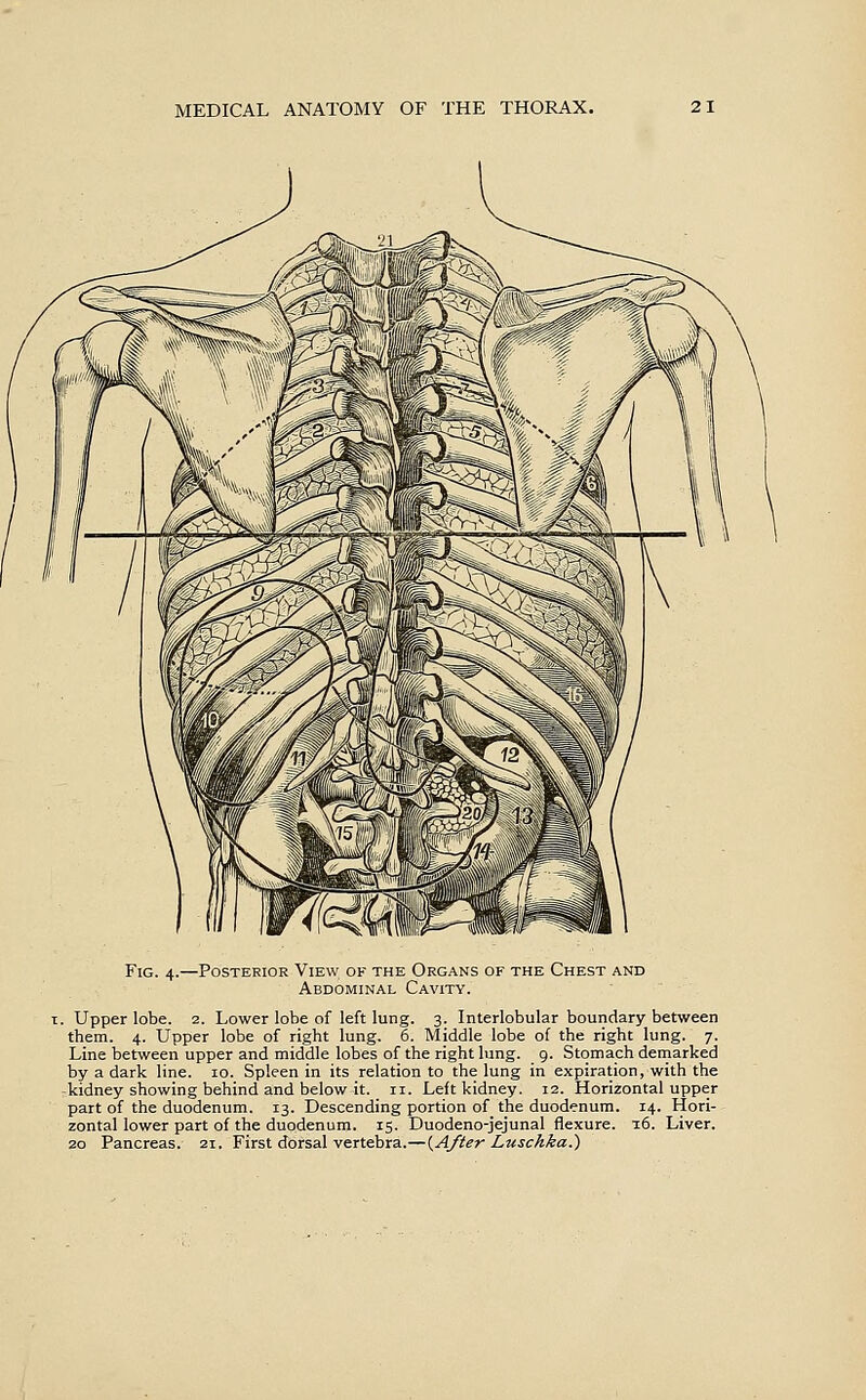 Fig. 4.—Posterior View ok the Organs of the Chest and Abdominal Cavity. T. Upper lobe. 2. Lower lobe of left lung. 3. Interlobular boundary between them. 4. Upper lobe of right lung. 6. Middle lobe of the right lung. 7. Line between upper and middle lobes of the right lung. 9. Stomach demarked by a dark line. 10. Spleen in its relation to the lung in expiration, with the kidney showing behind and below it. 11. Left kidney. 12. Horizontal upper part of the duodenum. 13. Descending portion of the duodenum. 14. Hori- zontal lower part of the duodenum. 15. Duodeno-jejunal flexure. ■i5. Liver,