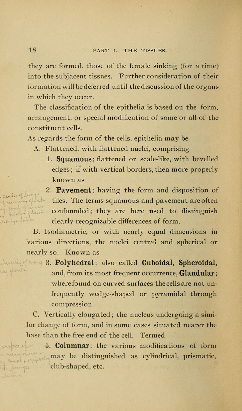 they are formed, those of the female sinking (for a time) into the subjacent tissues. Further consideration of their formation will be deferred until the discussion of the organs in which they occur. The classification of the epitheha is based on the form, arrangement, or special modification of some or all of the constituent cells. As regards the form of the cells, epithelia may be A. Flattened, with flattened nuclei, comprising 1. Squamous; flattened or scale-like, with bevelled edges; if with vertical borders, then more properly known as , 2. Pavement; having the form and disposition of !'Lvjuir~-<^'p' tiles. The terms squamous and pavement are often ^' ^^T^T^ tivUv' confounded; they are here used to distinguish lUh Ly-xH--'' clearly recognizable differences of form. B. Isodiametric, or with nearly equal dimensions in various directions, the nuclei central and spherical or nearly so. Known as J-vv 3. Polyhedral; also called Cuboidal, Spheroidal, '* ' and, from its most frequent occurrence. Glandular; where found on curved surfaces the cells are not un- frequentl}' wedge-shaped or pyramidal through compression, C. Vertically elongated; the nucleus undergoing a simi- lar change of form, and in some cases situated nearer the base than the free end of the cell. Termed 4. Columnar: the various modifications of form ^ ,^r, may be distinguished as cylindrical, prismatic, club-shaped, etc.