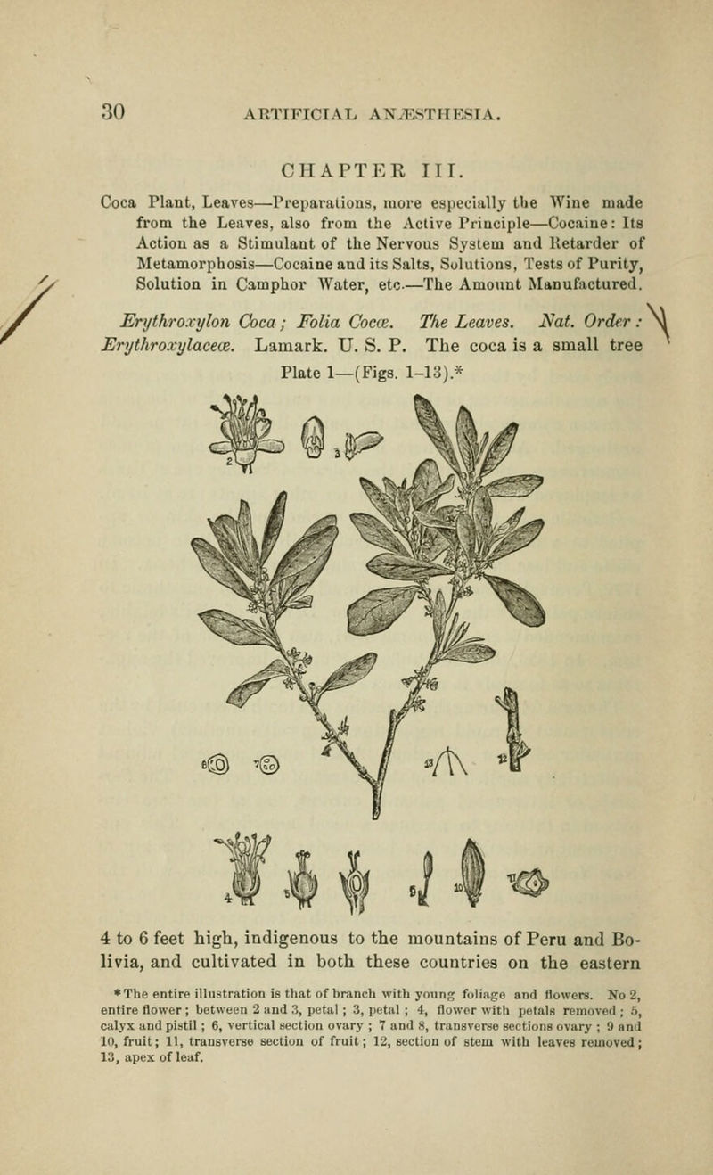 CHAPTER III. Coca Plant, Leaves—Preparations, more especially the Wine made from the Leaves, also from the Active Principle—Cocaine: Its Action as a Stimulant of the Nervous System and Ketarder of Metamorphosis—Cocaine and its Salts, Solutions, Tests of Purity, Solution in Camphor Water, etc—The Amount Manufactured. Erythroxylon Coca; Folia Cocce. The Leaves. Nat. Order : \ Erythroxylacece. Lamark. U. S. P. The coca is a small tree Plate 1—(Figs. 1-13).* 4 to 6 feet high, indigenous to the mountains of Peru and Bo- livia, and cultivated in both these countries on the eastern ♦The entire illustration is that of branch with young foliage and flowers. No 2, entire flower ; between 2 and 3, petal ; 3, petal ; 4, flower with petals removed ; 5, calyx and pistil; 6, vertical section ovary ; 7 and 8, transverse sections ovary ; 9 and 10, fruit; 11, transverse section of fruit; 12, section of stem with leaves removed; 13, apex of leaf.