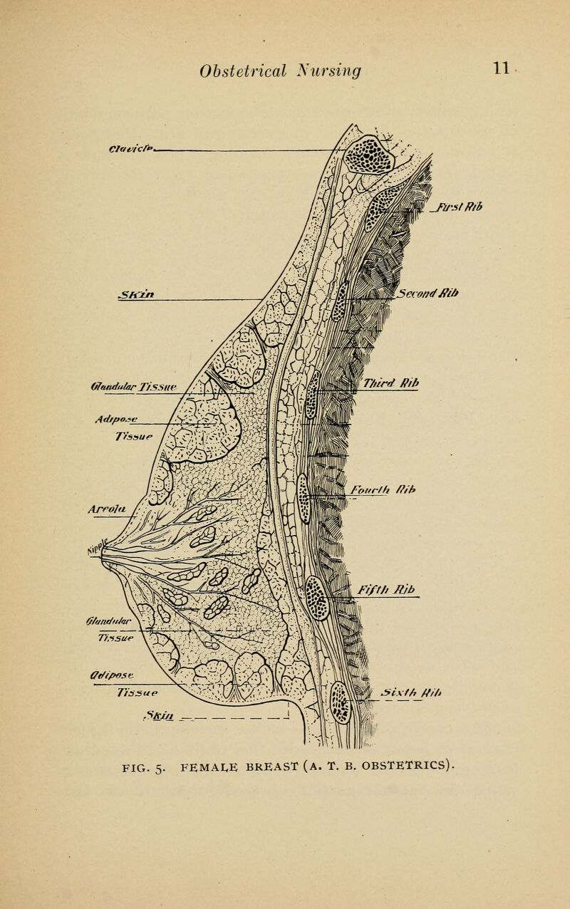 Clavicfr* 5econ<fJ?ib .first Rib H/f> FIG. 5. FEMALE BREAST (A. T. B. OBSTETRICS)