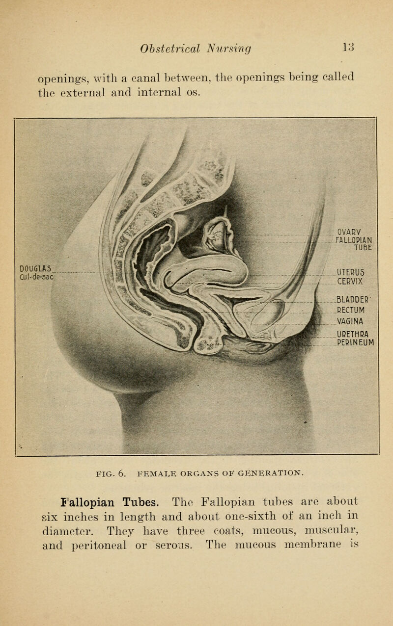 openings, with a canal between, the openings being called the external and internal os. DOUGLAS.. Cul-de-sac OVARV FALLOPIAN TUBE UTERU5 CERVIX .BLADDER- .RECTUM . VAGINA URETHRA PERINEUM FIG. 6. FEMALE ORGANS OF GENERATION. Fallopian Tubes. The Fallopian tubes are about six inches in length and about one-sixth of an inch in diameter. They have three coats, mucous, muscular, and peritoneal or serous. The mucous membrane is