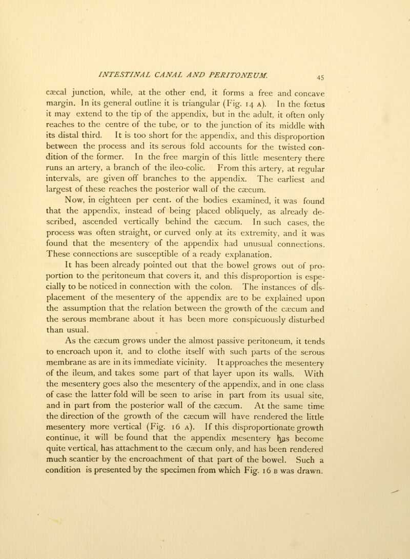 caecal junction, while, at the other end, it forms a free and concave margin. In its general outline it is triangular (Fig. 14 a). In the fcetus it may extend to the tip of the appendix, but in the adult, it often only reaches to the centre of the tube, or to the junction of its middle with its distal third. It is too short for the appendix, and this disproportion between the process and its serous fold accounts for the twisted con- dition of the former. In the free margin of this little mesentery there runs an artery, a branch of the ileo-colic. From this artery, at regular intervals, are given off branches to the appendix. The earliest and largest of these reaches the posterior wall of the caecum. Now. in eighteen per cent, of the bodies examined, it was found that the appendix, instead of being placed obliquely, as already de- scribed, ascended vertically behind the caecum. In such cases, the process was often straight, or curved only at its extremity, and it was found that the mesentery of the appendix had unusual connections. These connections are susceptible of a ready explanation. It has been already pointed out that the bowel grows out of pro- portion to the peritoneum that covers it, and this disproportion is espe- cially to be noticed in connection with the colon. The instances of dis- placement of the mesentery of the appendix are to be explained upon the assumption that the relation between the growth of the caecum and the serous membrane about it has been more conspicuously disturbed than usual. As the caecum grows under the almost passive peritoneum, it tends to encroach upon it, and to clothe itself with such parts of the serous membrane as are in its immediate vicinity. It approaches the mesentery of the ileum, and takes some part of that layer upon its walls. With the mesentery goes also the mesentery of the appendix, and in one class of case the latter fold will be seen to arise in part from its usual site, and in part from the posterior wall of the caecum. At the same time the direction of the growth of the caecum will have rendered the little mesentery more vertical (Fig. 16 a). If this disproportionate growth continue, it will be found that the appendix mesentery Ij^s become quite vertical, has attachment to the caecum only, and has been rendered much scantier by the encroachment of that part of the bowel. Such a condition is presented by the specimen from which Fig. 16 b was drawn.