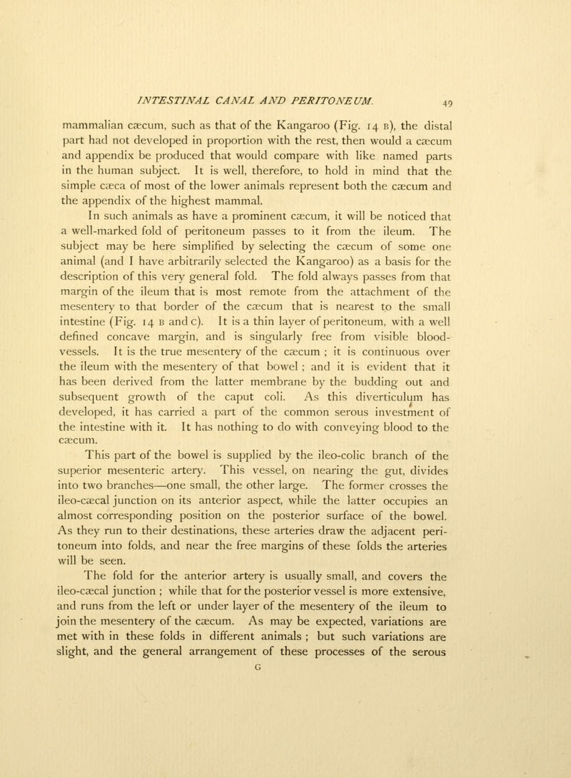 mammalian caecum, such as that of the Kangaroo (Fig. 14 b), the distal part had not developed in proportion with the rest, then would a caecum and appendix be produced that would compare with like named parts in the human subject. It is well, therefore, to hold in mind that the simple csca of most of the lower animals represent both the caecum and the appendix of the highest mammal. In such animals as have a prominent caecum, it will be noticed that a well-marked fold of peritoneum passes to it from the ileum. The subject may be here simplified by selecting the caecum of some one animal (and I have arbitrarily selected the Kangaroo) as a basis for the description of this very general fold. The fold always passes from that margin of the ileum that is most remote from the attachment of the mesentery to that border of the caecum that is nearest to the small intestine (Fig. 14 b andc). It is a thin layer of peritoneum, with a well defined concave margin, and is singularly free from visible blood- vessels. It is the true mesentery of the caecum ; it is continuous over the ileum with the mesentery of that bowel ; and it is evident that it has been derived from the latter membrane by the budding out and subsequent growth of the caput coli. As this diverticulum has developed, it has carried a part of the common serous investment of the intestine with it. It has nothing to do with conveying blood to the caecum. This part of the bowel is supplied by the ileo-colic branch of the superior mesenteric artery. This vessel, on nearing the gut, divides into two branches—one small, the other large. The former crosses the ileo-caecal junction on its anterior aspect, while the latter occupies an almost corresponding position on the posterior surface of the bowel. As they run to their destinations, these arteries draw the adjacent peri- toneum into folds, and near the free margins of these folds the arteries will be seen. The fold for the anterior artery is usually small, and covers the ileo-caecal junction ; while that for the posterior vessel is more extensive, and runs from the left or under layer of the mesentery of the ileum to join the mesentery of the caecum. As may be expected, variations are met with in these folds in different animals ; but such variations are slight, and the general arrangement of these processes of the serous G