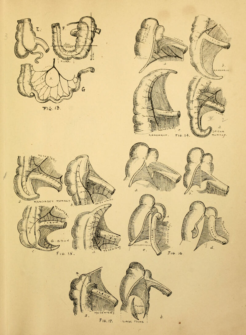 rjfi ;r L Acui F5o*i
