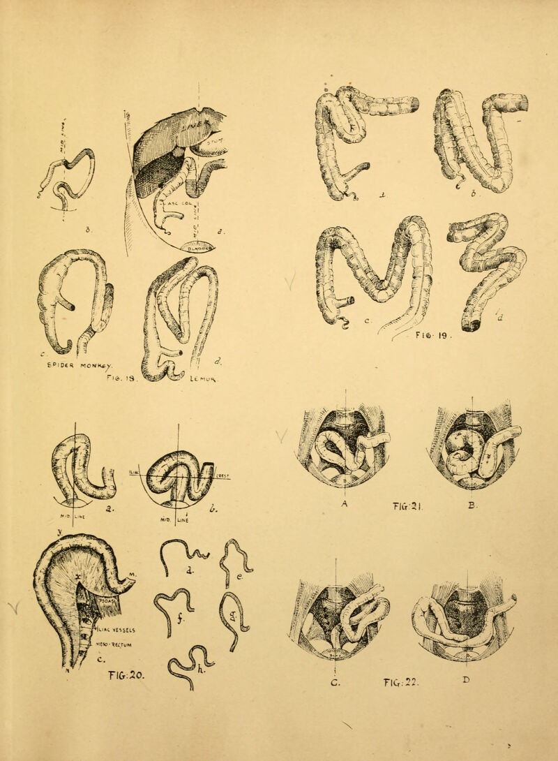 Vis. 13 Umus TlCr.20. •)? D \
