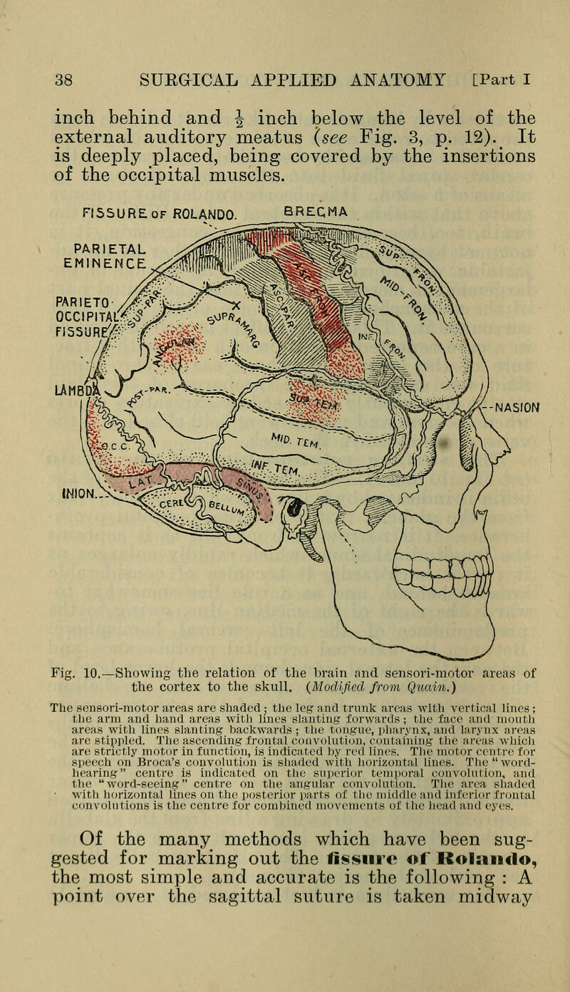 inch behind and | inch below the level of the external auditory meatus (see Fig. 3, p. 12). _ It is deeply placed, being covered by the insertions of the occipital muscles. FISSURE of ROLANDO. PARIETAL EMINENCE BREQMA r-NASION Fig. 10.—Showing the relation of the brain and sensori-motor areas of the cortex to the skull. {Modified from Quain.) The sensori-motor areas are shaded; the leg and trunk areas with vert Lea] lines ; the arm and hand areas with lines slanting forwards; the face and mouth areas with lines slanting backwards; the tongue, pharynx, and larynx areas are stippled. The ascending frontal convolution, containing the areas which are strictly motor in function, is indicated by red lines. The motor centre for speech on Broca's convolution is shaded with horizontal lines. The word- hearing centre is indicated on the superior temporal convolution, and the' word-seeing centre on the angular convolution. The area shaded with horizontal lines on the posterior parts of the middle and inferior frontal convolutions is the centre for combined movements of I he head and eyes. Of the many methods which have been sug- gested for marking out the fissure of Rolando, the most simple and accurate is the following : A point over the sagittal suture is taken midway