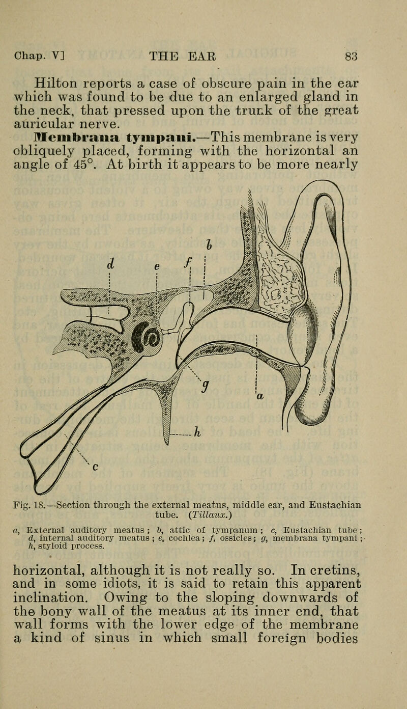 Hilton reports a case of obscure pain in the ear which was found to be due to an enlarged gland in the neck, that pressed upon the trunk of the great auricular nerve. Membrana tympani.—This membrane is very obliquely placed, forming with the horizontal an angle of 45°. At birth it appears to be more nearly Fig. IS.—Section through the external meatus, middle ear, and Eustachian tube. (Tillaux.) a, External auditory meatus; 5, attic of tympanum; c, Eustachian tube; d, internal auditory meatus; e, cochlea; /, ossicles; g, membrana tympani;- ft, styloid process. horizontal, although it is not really so. In cretins, and in some idiots, it is said to retain this apparent inclination. Owing to the sloping downwards of the bony wall of the meatus at its inner end, that wall forms with the lower edge of the membrane a kind of sinus in which small foreign bodies