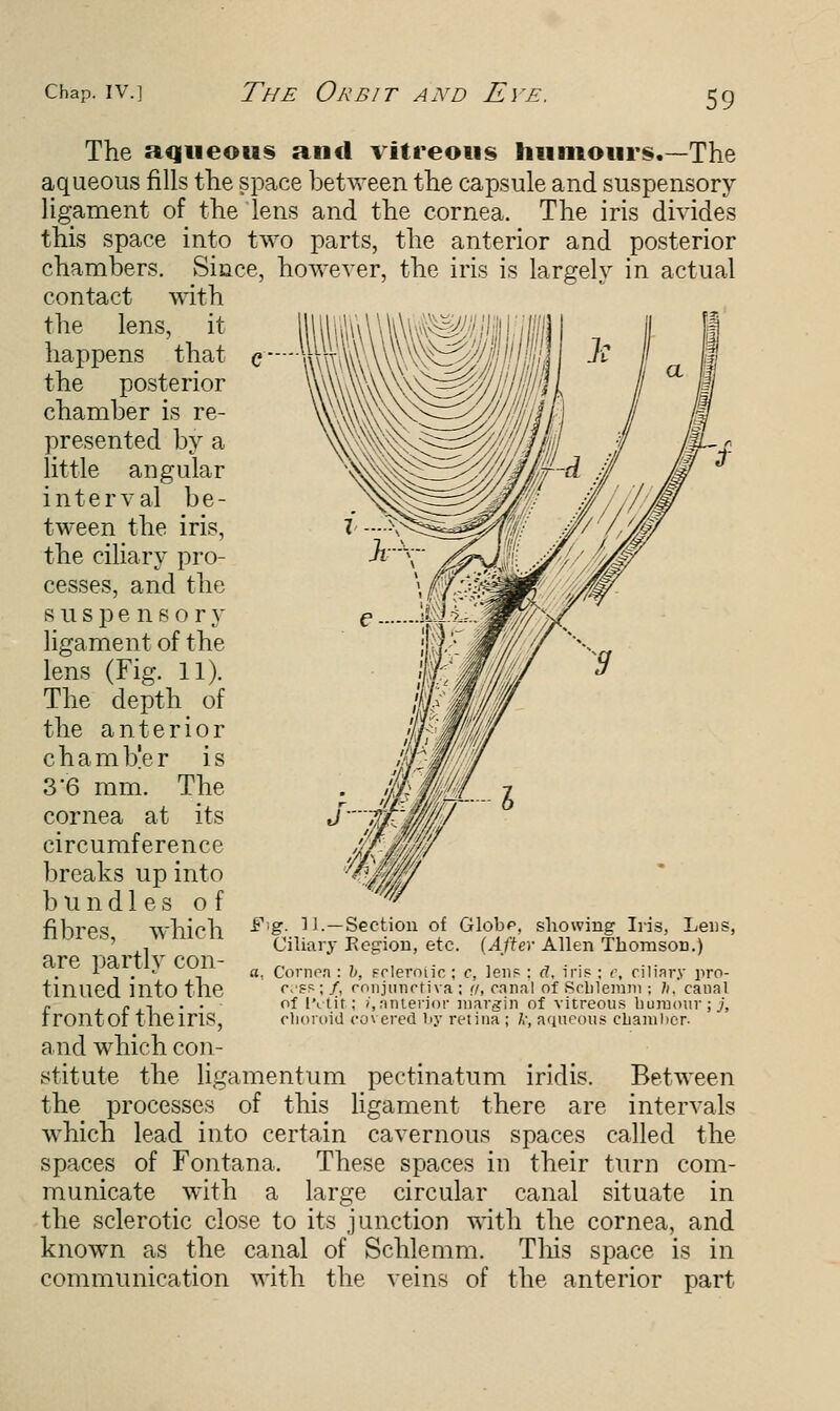 The aqueous and vitreous humours.—The aqueous fills the space between the capsule and suspensory ligament of the lens and the cornea. The iris divides this space into two parts, the anterior and posterior chambers. Since, however, the iris is largely in actual contact with the lens, it happens that the posterior chamber is re- presented by a little angular interval be- tween the iris, the ciliary pro- cesses, and the suspensory ligament of the lens (Fig. 11). The depth of the anterior chamber is 3'6 mm. The cornea at its circumference breaks up into bundles of fibres, which are partly con- tinued into the front of the iris, and which con- stitute the ligamentum pectinatum iridis. Between the processes of this ligament there are intervals which lead into certain cavernous spaces called the spaces of Fontana. These spaces in their turn com- municate with a large circular canal situate in the sclerotic close to its junction with the cornea, and known as the canal of Schlemm. Tins space is in communication with the veins of the anterior part Fig-. 1 J.—Section of Globp, showing Iris, Lens, Ciliary Region, etc. (After Allen Thomson.) a. Cornea : b, Fcleroiic ; c, lens : r?, iris : c, ciliary pro- ess ; /, conjunctiva ; if, canal of Seblemm ; h. canal of iviir; i,anterior margin of vitreous humour; j, choroid covered by retina ; k, aqueous chamber-