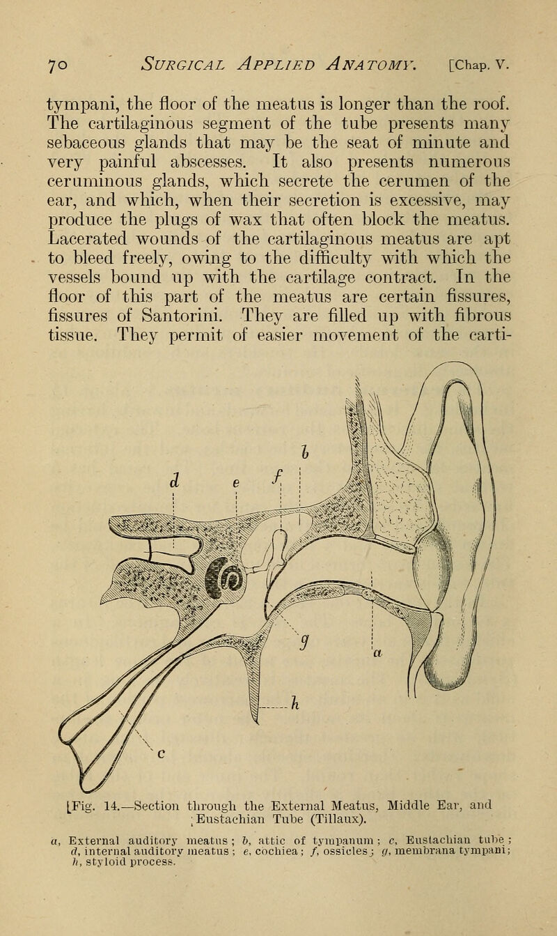 tympani, the floor of the meatus is longer than the roof. The cartilaginous segment of the tube presents many sebaceous glands that may be the seat of minute and very painful abscesses. It also presents numerous ceruminous glands, which secrete the cerumen of the ear, and which, when their secretion is excessive, may produce the plugs of wax that often block the meatus. Lacerated wounds of the cartilaginous meatus are apt to bleed freely, owing to the difficulty with which the vessels bound up with the cartilage contract. In the floor of this part of the meatus are certain fissures, fissures of Santorini. They are filled up with fibrous tissue. They permit of easier movement of the carti- [Fig. 14.—Section through the External Meatus, Middle Ear, and ; Eustachian Tube (Tillaux). a, External auditory meatus ; b, attic of tympanum ; c. Eustachian tulie ; rf, internal auditory meatus ; e, cochiea; /, ossiclesj g, membrana tympani; h, styloid process.