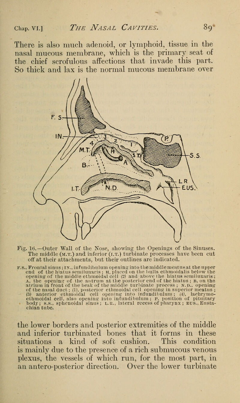 There is also much adenoid, or lymphoid, tissue in the nasal mucous membrane, which is the primary seat of the chief scrofulous affections that invade this part. So thick and lax is the normal mucous membrane over Fig. 16.—Outer Wall of the Nose, showing the Openings of the Sinuses. The middle (m.t.) and inferior (i.t.) turbinate processes have been cut off at their attachments, but their outlines are indicated. f.s., Frontal sinus; IK., infundibulum opening into the middle meatus at the upper end of the hiatus semilunaris ; h, placed on the bulla ethmoidals below the opening of the middle ethmoidal cell (2) and above ihe hiatus semilunaris; a, the opening of the antrum at the posterior end of the hiatus; b, on the atrium in front of the beak of the middle turbinate process; N.D., opening of the nasal duct; (1), posterior ethmoidal cell opening in superior meatus ; (3) anterior ethmoidal cell opening into infundibulum; (4), lachrymo- ethmoidal cell, also opening into infundibulum ; p, position of pituitary body; s.s., sphenoidal sinus; l. i:., lateral recess of pharynx ; BUS., Eusta- chian tube. the lower borders and posterior extremities of the middle and inferior turbinated bones that it forms in these situations a kind of soft cushion. This condition is mainly due to the presence of a rich submucous venous plexus, the vessels of which run, for the most part, in an antero-posterior direction. Over the lower turbinate