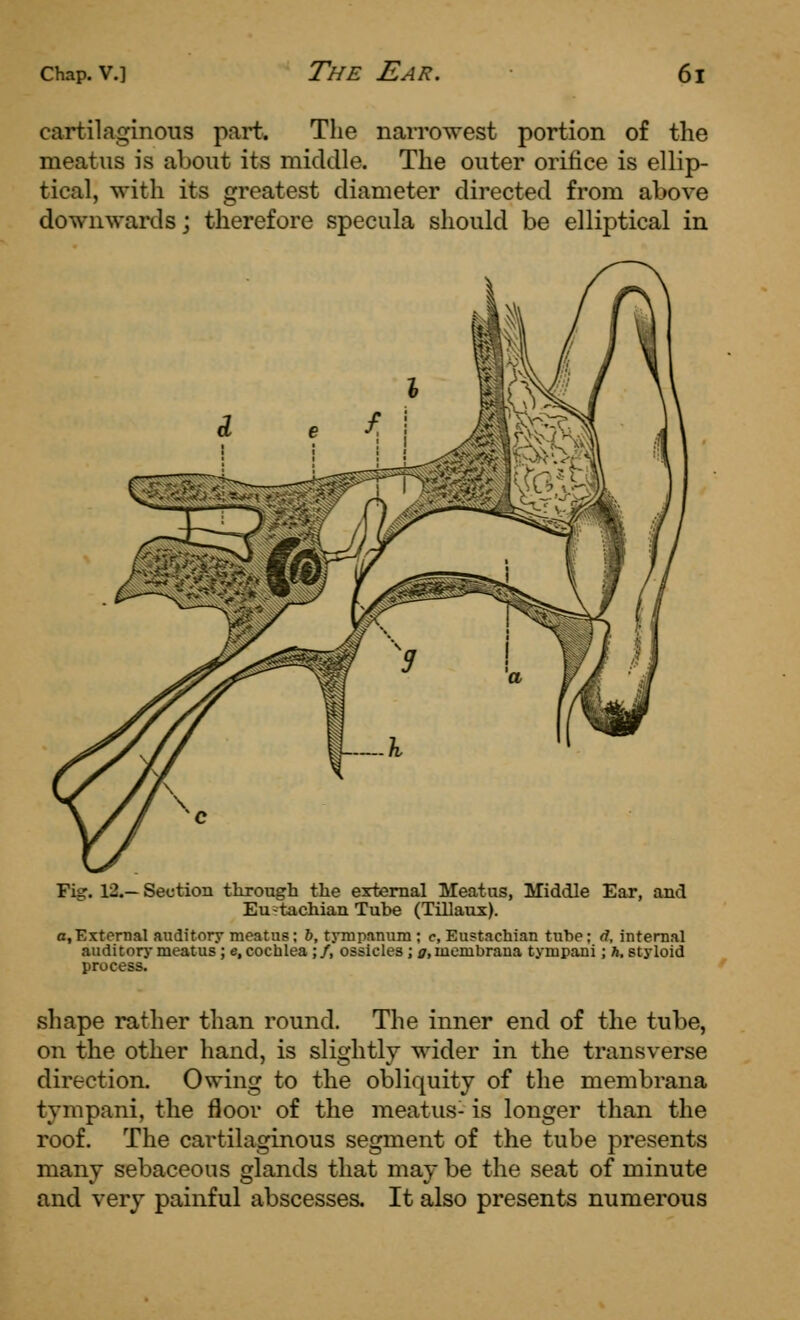cartilaginous part. The narrowest portion of the meatus is about its middle. The outer orifice is ellip- tical, with its greatest diameter directed from above downwards; therefore specula should be elliptical in Fig. 12.—Section tlirough the external Meatus, Middle Ear, and Eu-tachian Tube (Tillaus). o,External auditory meatus; J>, tympanum ; c. Eustachian tube; d, internal auditor}- meatus; e, cochlea; /, ossicles; a, membrana tympani; ft. styloid process. shape rather than round. The inner end of the tube, on the other hand, is slightly wider in the transverse direction. Owing to the obliquity of the membrana tympani, the floor of the meatus- is longer than the roof. The cartilaginous segment of the tube presents many sebaceous glands that may be the seat of minute and very painful abscesses. It also presents numerous