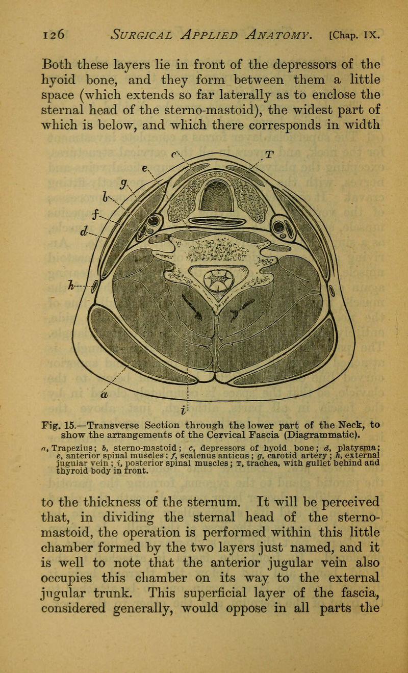 Both these layers lie in front of the depressors of the hyoid bone, and they form between them a little space (which extends so far laterally as to enclose the sternal head of the sterno-mastoid), the widest part of which is below, and which there corresponds in width Fig. 15.—Transverse Section through the lower part of the Neck, to show the arrangements of the Cervical Fascia (Diagrammatic). /7, Trapezius; 6, sterno-mastoid; c, depressors of hyoid tone; a, platysma; e, anterior spinal muscles; /, scalenus anticus ; g, carotid artery ; ft, external juguiar vein ; i, posterior spinal muscles; t, trachea, with gullet behind and thyroid body in front. to the thickness of the sternum. It will be perceived that, in dividing the sternal head of the sterno- mastoid, the operation is performed within this little chamber formed by the two layers just named, and it is well to note that the anterior jugular vein also occupies this chamber on its way to the external jugular trunk. This superficial layer of the fascia, considered generally, would oppose in all parts the