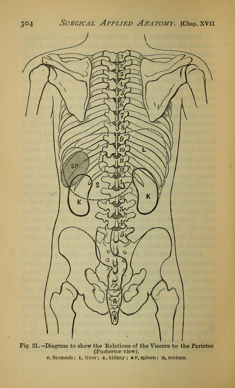 Fig. 31.- -Diagram to show the Eelations of the Viscera to the Parietes (Posterior view). B, Stomach; L, liver; k, kidney; sp, spleen; E, rectum.