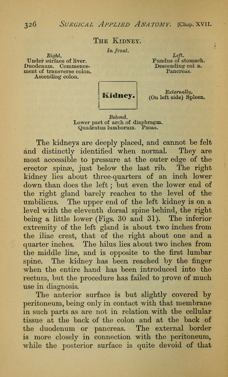 Bight. TJnder siirface of liver. Duodenum. Comiaence- luent of transverse colon. Ascending colon. The Kidney. In front. Left. Fundus of stomach.. Descending col n. Pancreas. Externally. (On left side) Spleen. Behind. Lower part of arch, of diaphragm. Quadaratus lumbormn. Psoas. The kidneys are deeply placed, and cannot be felt and distinctly identified when normal. They are most accessible to pressure at the outer edge of the erector spinae, just below the last rib. The right kidney lies about three-quarters of an inch lower down than does the left; but even the lower end of the right gland barely reaches to the level of the umbilicus. The upper end of the left kidney is on a level with the eleventh dorsal spine behind, the right being a little lower (Figs. 30 and 31). The inferior extremity of the left gland is about two inches from the iliac crest, that of the right about one and a quarter inches. The hilus lies about two inches from the middle line, and is opposite to the first lumbar spine. The kidney has been reached by the finger when the entire hand has been introduced into the rectum, but the procedure has failed to prove of much use in diamosis. The anterior surface is but slightly covered by peritoneum, being only in contact with that membrane in such parts as are not in relation with the cellular tissue at the back of the colon and at the back of the duodenum or pancreas. The external border is more closely in connection with the peritoneum, while the posterior surface is quite devoid of that