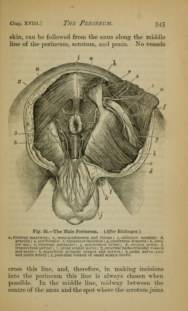 The Perineum. skin, can be followed from the anus along the middle line of the perineum, scrotum, and penis. No vessels I a Fig. 36.—The Male Perineum. {After Eudiuger.) a, Gluteus maximus; 6, Pemi-tpndinopiis and ))iceps ; c, adductor luagnuB: d, gracilis; e, pyriforniis: /, cliturMtorinternus ; f/,nuadraiiis fcruoris; h, leva- tor ani; i, external sphincter; j, accelerator iinnie: k, erector ])enis: /, transver?us jjerinei; 1, ureat sciatic nerve ; 2, external ha^morrboidal vessels and nerve ; 3, superficial perineal vessels and nerves; 4, pudic nerve (.cut) aud pudic artery; 5, pudendal branch of small sciatic nerve. cross this lino, and, therefore, in making incisions into the perineum this line is always chosen when possible. In the middle line, midway between the centre of the anus and the spot where the scrotum joins