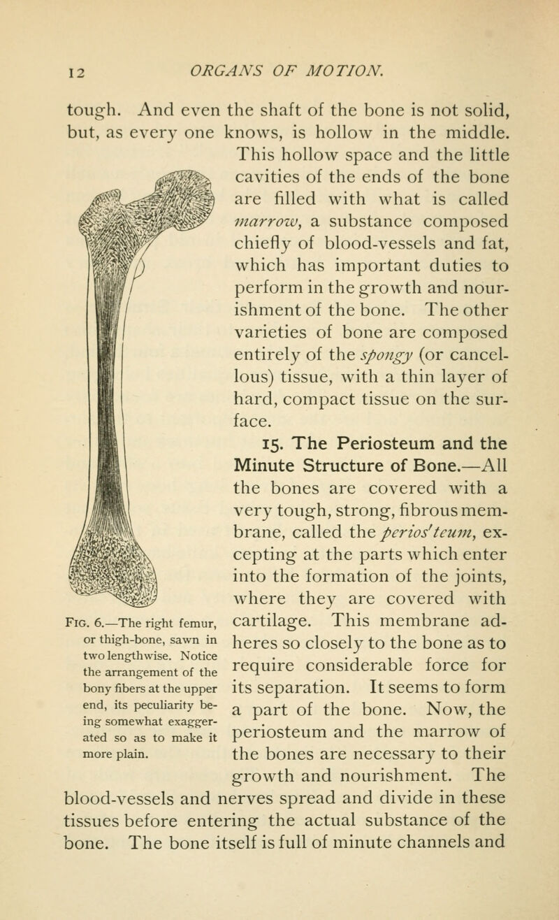 tough. And even the shaft of the bone is not solid, but, as every one knows, is hollow in the middle. This hollow space and the little cavities of the ends of the bone are filled with what is called marrow, a substance composed chiefly of blood-vessels and fat, which has important duties to perform in the growth and nour- ishment of the bone. The other varieties of bone are composed entirely of the spongy (or cancel- lous) tissue, with a thin layer of hard, compact tissue on the sur- face. 15. The Periosteum and the Minute Structure of Bone.—All the bones are covered with a very tough, strong, fibrous mem- brane, called the periosteum, ex- cepting at the parts which enter into the formation of the joints, where they are covered with cartilage. This membrane ad- heres so closely to the bone as to require considerable force for its separation. It seems to form a part of the bone. Now, the periosteum and the marrow of the bones are necessary to their growth and nourishment. The blood-vessels and nerves spread and divide in these tissues before entering the actual substance of the bone. The bone itself is full of minute channels and Fig. 6.—The right femur, or thigh-bone, sawn in two lengthwise. Notice the arrangement of the bony fibers at the upper end, its peculiarity be- ing somewhat exagger- ated so as to make it more plain.