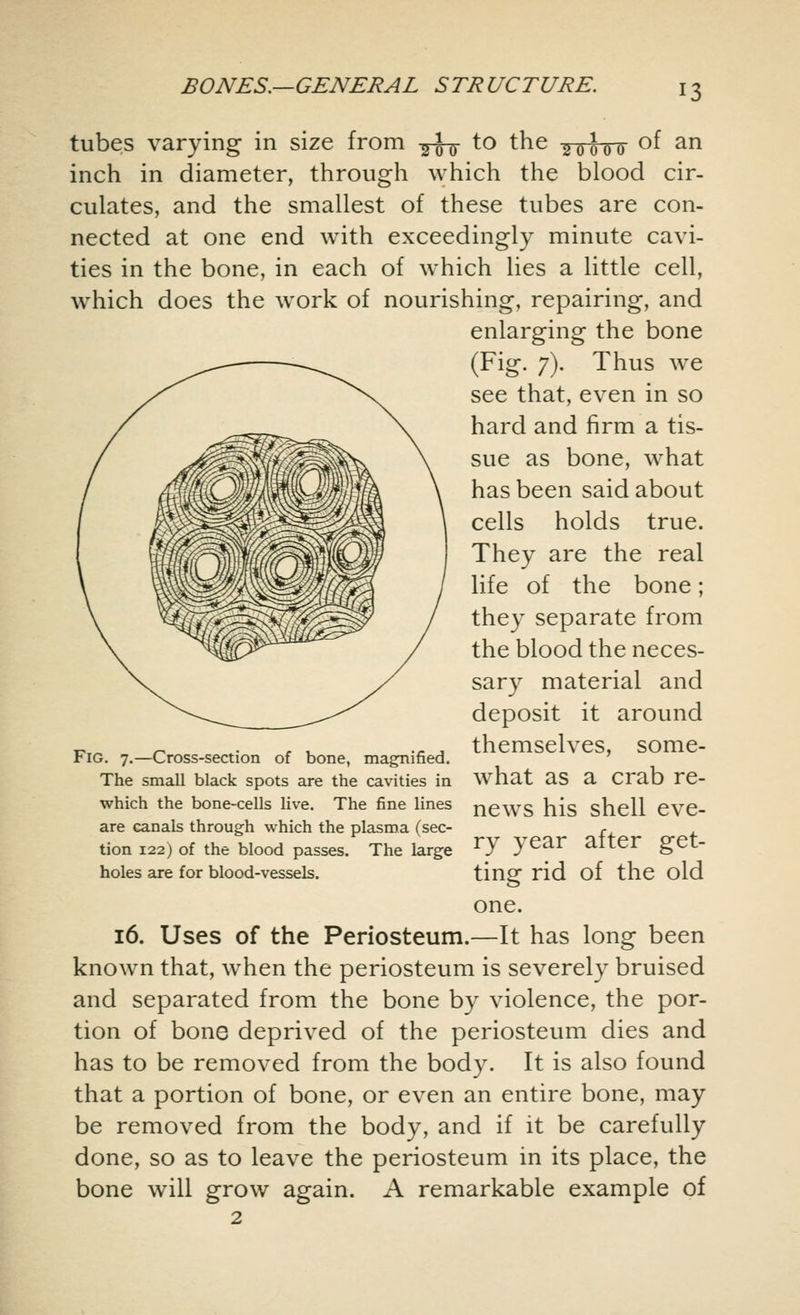 tubes varying in size from -^-J-g- to the So^00 of an inch in diameter, through which the blood cir- culates, and the smallest of these tubes are con- nected at one end with exceedingly minute cavi- ties in the bone, in each of which lies a little cell, which does the work of nourishing, repairing, and enlarging the bone (Fig. 7). Thus we see that, even in so hard and firm a tis- sue as bone, what has been said about cells holds true. They are the real life of the bone; they separate from the blood the neces- sary material and deposit it around themselves, some- what as a crab re- news his shell eve- ry year after get- ting rid of the old one. 16. Uses of the Periosteum.—It has long been known that, when the periosteum is severely bruised and separated from the bone by violence, the por- tion of bone deprived of the periosteum dies and has to be removed from the body. It is also found that a portion of bone, or even an entire bone, may be removed from the body, and if it be carefully done, so as to leave the periosteum in its place, the bone will grow again. A remarkable example of 2 Fig. 7.—Cross-section of bone, magnified. The small black spots are the cavities in which the bone-cells live. The fine lines are canals through which the plasma (sec- tion 122) of the blood passes. The large holes are for blood-vessels.