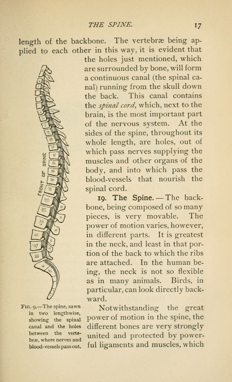 length of the backbone. The vertebrae being ap- plied to each other in this way, it is evident that the holes just mentioned, which are surrounded by bone, will form a continuous canal (the spinal ca- nal) running from the skull down the back. This canal contains the spinal cord, which, next to the brain, is the most important part of the nervous system. At the sides of the spine, throughout its whole length, are holes, out of which pass nerves supplying the muscles and other organs of the body, and into which pass the blood-vessels that nourish the spinal cord. 19. The Spine.—The back- bone, being composed of so many pieces, is very movable. The power of motion varies, however, in different parts. It is greatest in the neck, and least in that por- tion of the back to which the ribs are attached. In the human be- ing, the neck is not so flexible as in many animals. Birds, in particular, can look directly back- ward. great fig. 9.-The spine, sawn Notwithstanding the in two lengthwise, r . , showing the spinal power of motion in the spine, the canal and the holes different bones are very strongly between the verte- united and protected by power- biood-vesseispass out. ful ligaments and muscles, which brae, where nerves and