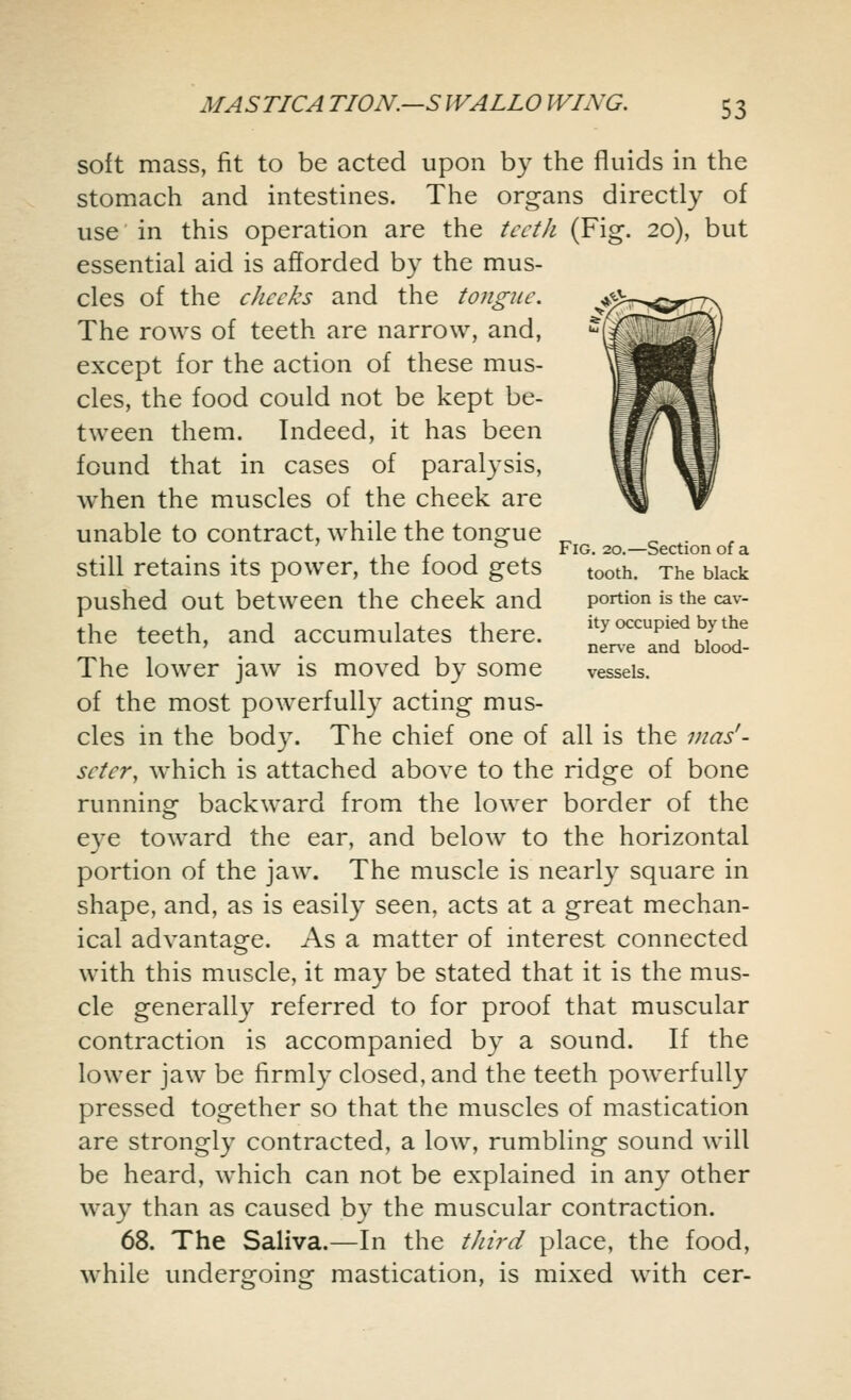 Fig. 20.—Section of a tooth. The black portion is the cav- ity occupied by the nerve and blood- vessels. soft mass, fit to be acted upon by the fluids in the stomach and intestines. The organs directly of use in this operation are the teeth (Fig. 20), but essential aid is afforded by the mus- cles of the checks and the tongue. The rows of teeth are narrow, and, except for the action of these mus- cles, the food could not be kept be- tween them. Indeed, it has been found that in cases of paralysis, when the muscles of the cheek are unable to contract, while the tongue still retains its power, the food gets pushed out between the cheek and the teeth, and accumulates there. The lower jaw is moved by some of the most powerfully acting mus- cles in the body. The chief one of all is the mas'- scter, which is attached above to the ridge of bone running backward from the lower border of the eye toward the ear, and below to the horizontal portion of the jaw. The muscle is nearly square in shape, and, as is easily seen, acts at a great mechan- ical advantage. As a matter of interest connected with this muscle, it may be stated that it is the mus- cle generally referred to for proof that muscular contraction is accompanied by a sound. If the lower jaw be firmly closed, and the teeth powerfully pressed together so that the muscles of mastication are strongly contracted, a low, rumbling sound will be heard, which can not be explained in any other way than as caused by the muscular contraction. 68. The Saliva.—In the third place, the food, while undergoing mastication, is mixed with cer-