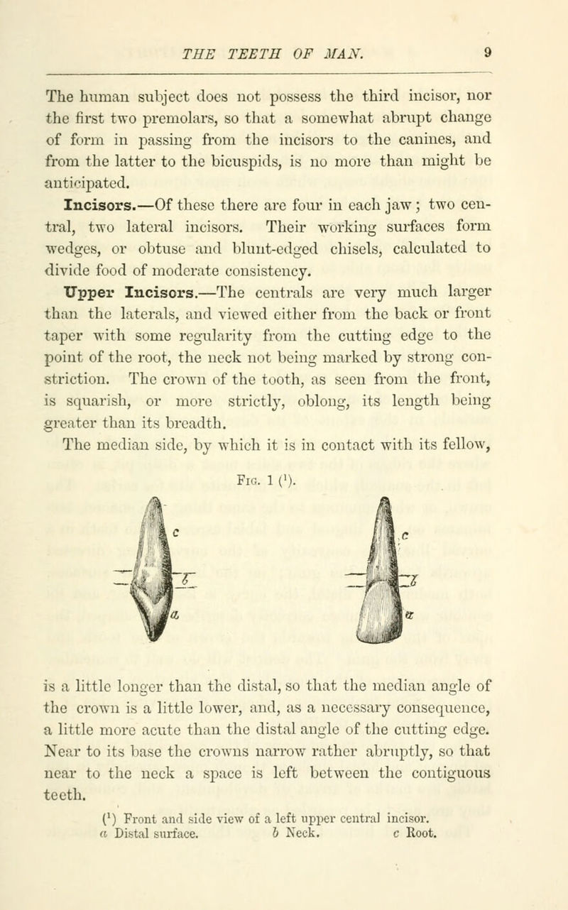 The human subject does not possess the third incisor, nor the first two premohirs, so that a somewhat abrupt change of form in passing from the incisors to the canines, and from the latter to the bicuspids, is no more than might be anticipated. Incisors.—Of these there are four in each jaw; two cen- tral, two lateral incisors. Their working surfaces form wedges, or obtuse and blunt-edged chisels, calculated to divide food of moderate consistency. Upper Incisors.—The centrals are very much larger than the laterals, and viewed either from the back or front taper with some regularity from the cutting edge to the point of the I'oot, the neck not being marked by strong con- striction. The crown of the tooth, as seen from the front, is squarish, or more strictly, oblong, its length being greater than its breadth. The median side, by which it is in contact with its fellow, Fig. 1 {') is a little longer than the distal, so that the median angle of the crown is a little lower, and, as a necessary consequence, a little more acute than the distal angle of the cutting edge. Near to its base the crow^ns narrov/ rather abruptly, so that near to the neck a space is left between the contiguous teeth. (') Front and side view of a left upper central incisor. a Distal surface. 6 Neck. c Koot.