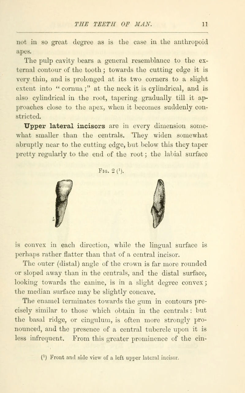 not in so great degree as is the case in the anthropoid apes. The pulp cavity bears a general resemblance to the ex- ternal contour of the tooth; towards the cutting edge it is very thin, and is prolonged at its two comers to a slight extent into  cornua; at the neck it is cylindrical, and is also cylindrical in the root, tapering gradually till it ap- proaches close to the apex, when it becomes suddenly con- stricted. Upper lateral incisors are in every dimension some- what smaller than the centrals. 'They widen somewhat abruptly near to the cutting edge, but below this they taper pretty regularly to the end of the root; the labial surface Fig. 2 ('). f I is convex in each direction, while the lingual surface is perhaps rather flatter than that of a central incisor. The outer (distal) angle of the crown is far more rounded or sloped away than in the centrals, and the distal siuface, looking towards the canine, is in a slight degree convex; the median sui-fiice may be slightly concave. The enamel terminates towai'ds the gum in contours pre- cisely similar to those which obtain in the centrals : but the basal ridge, or cingulum, is often more strongly pro- nounced, and the presence of a central tubercle upon it is less infrequent. From this greater prominence of the cin- (^) Front and side view of a left uiii^er latei'al incisor.